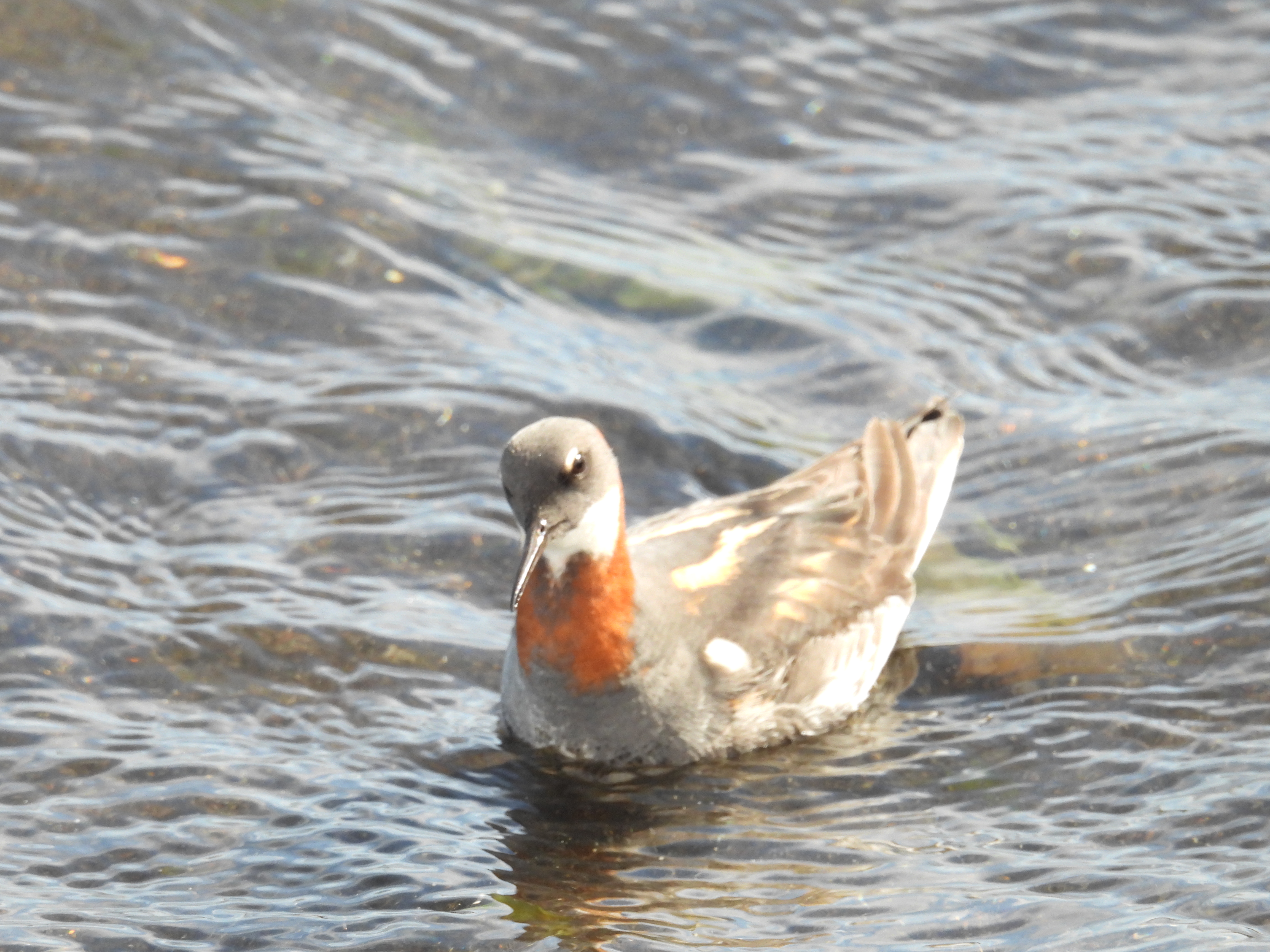 Red Phalarope