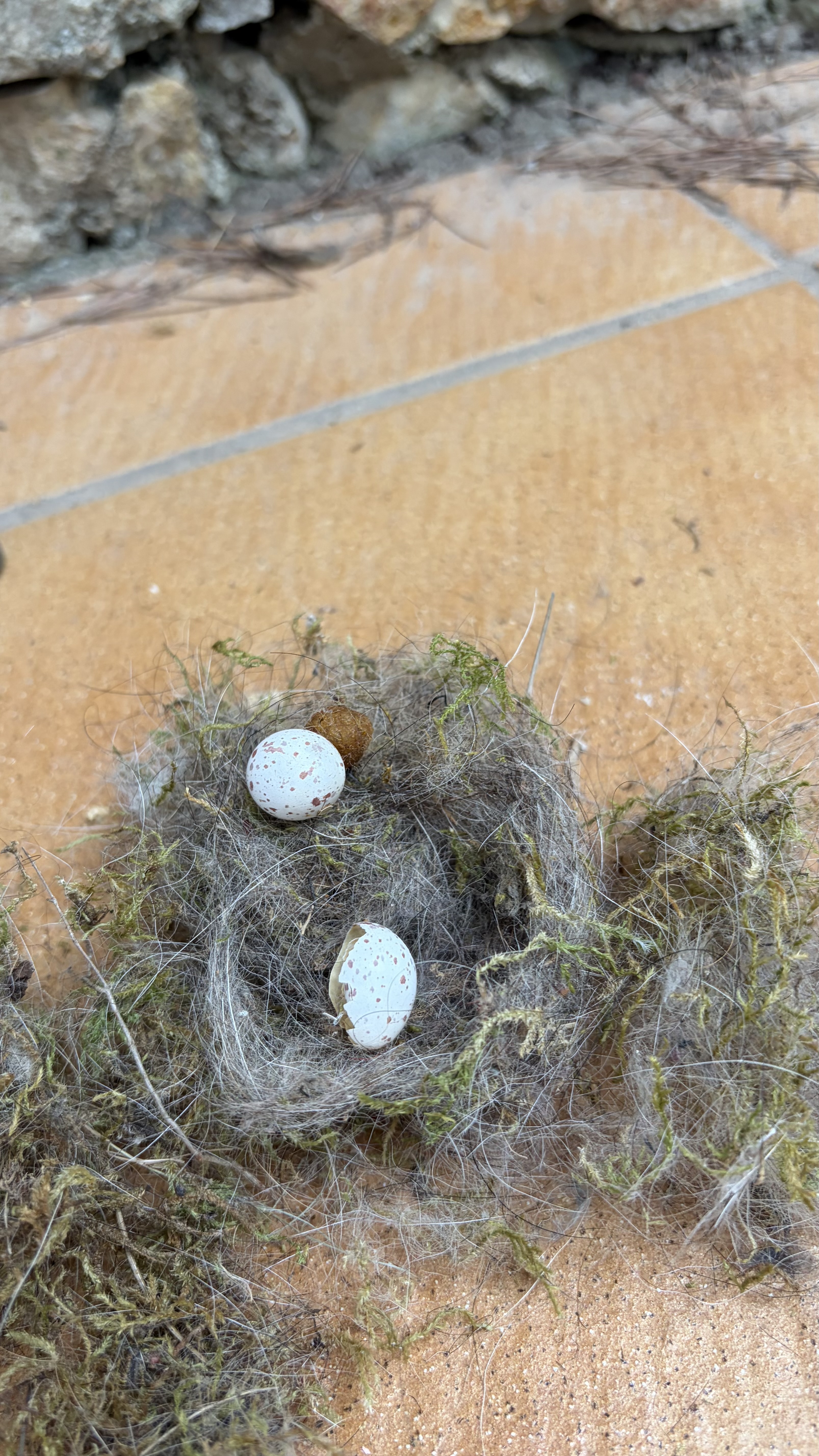 Recent bird photo
