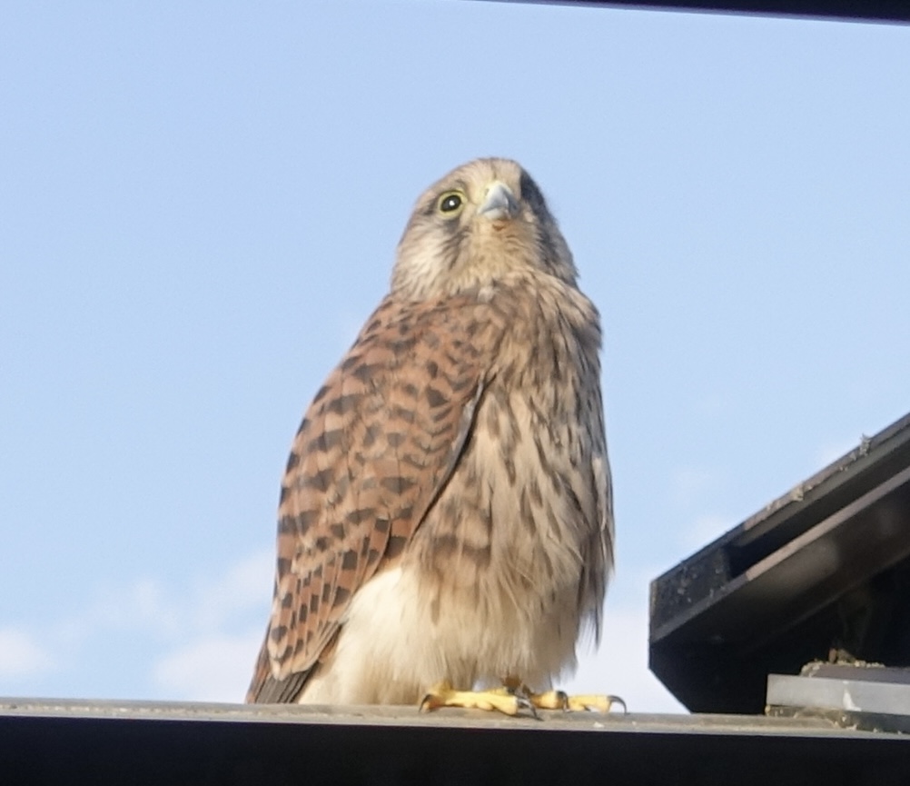 最近認識された鳥の写真