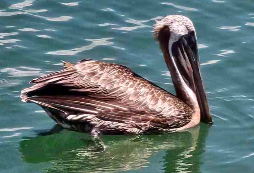 Recent bird photo