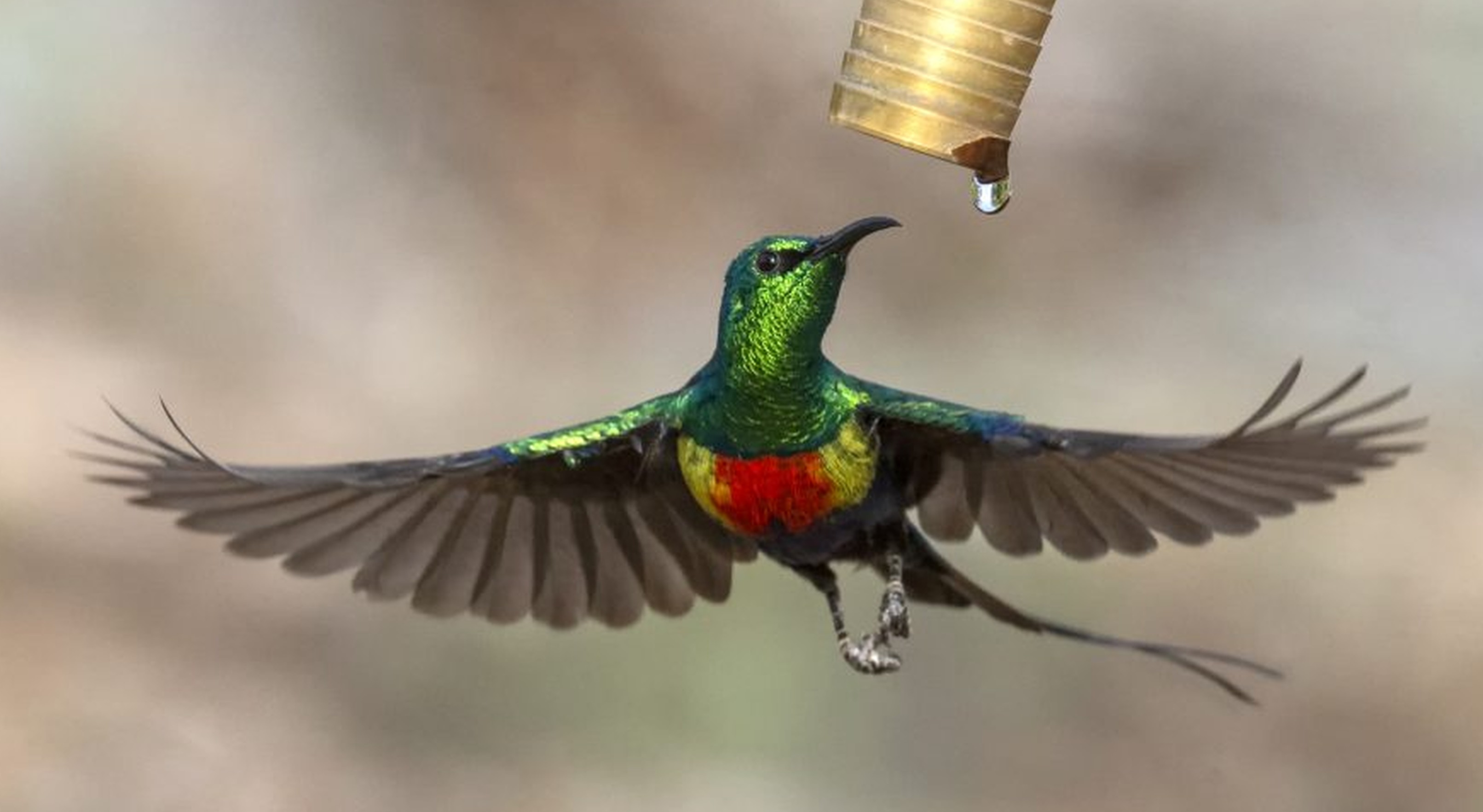 Recent bird photo