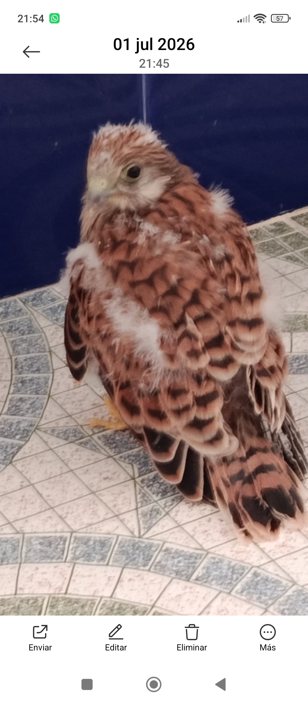 Recent bird photo