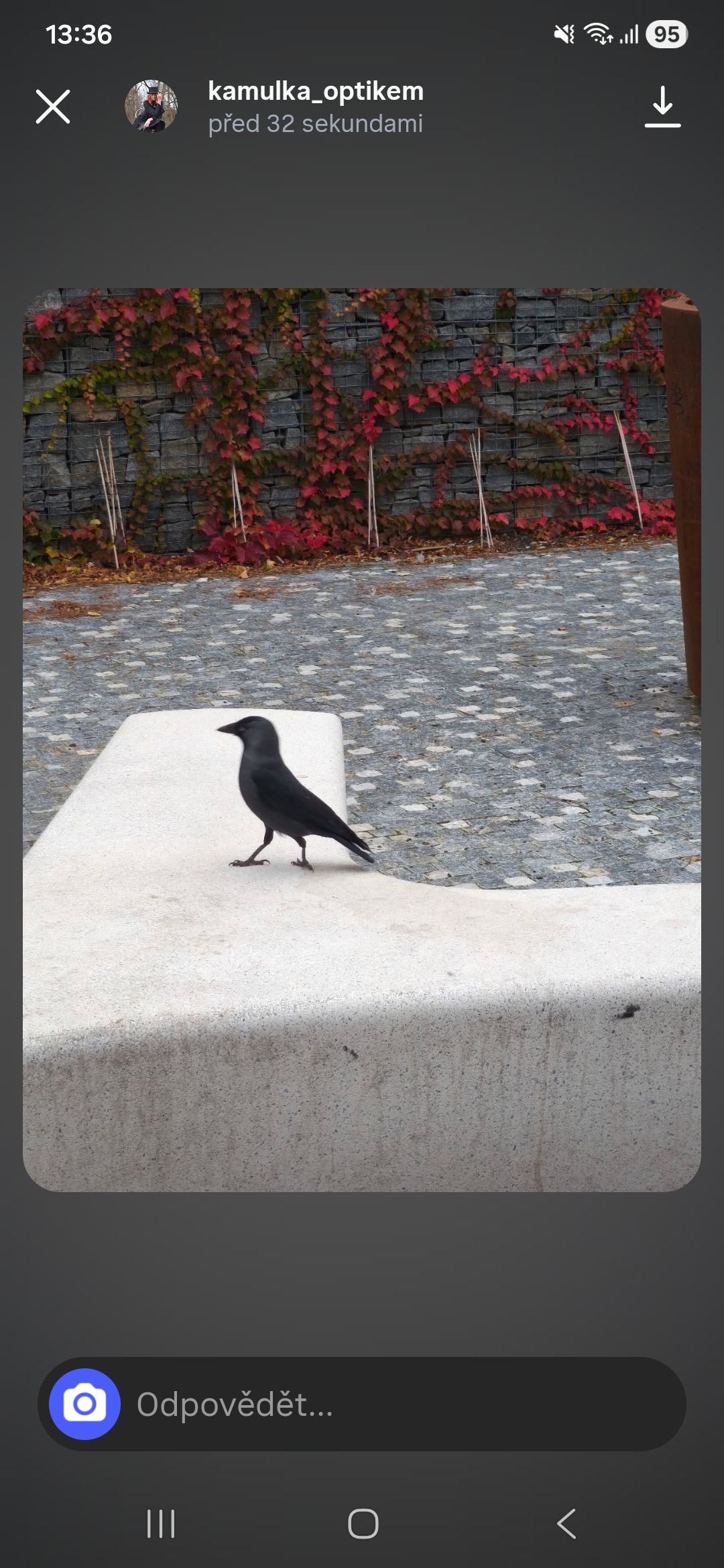 Recent bird photo