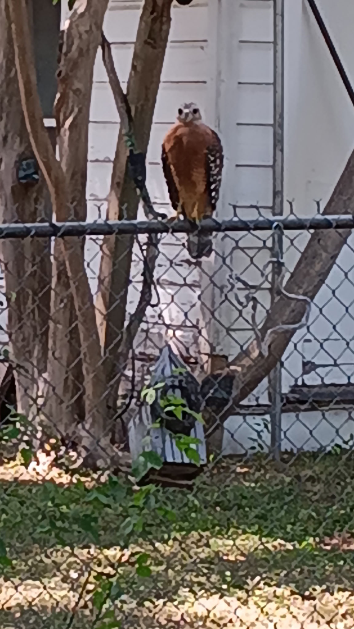 Recent bird photo