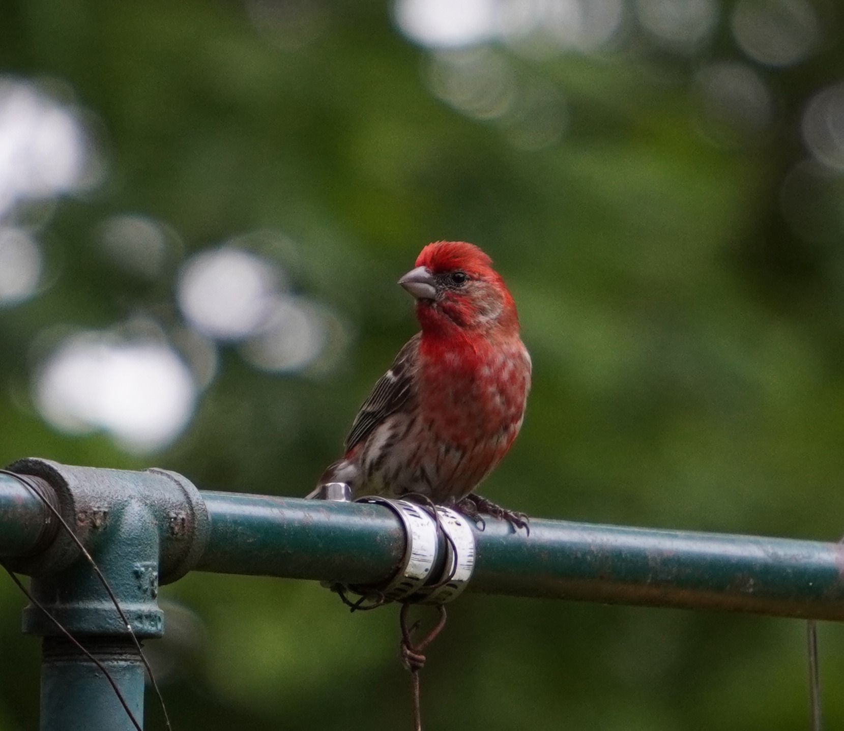 最近認識された鳥の写真