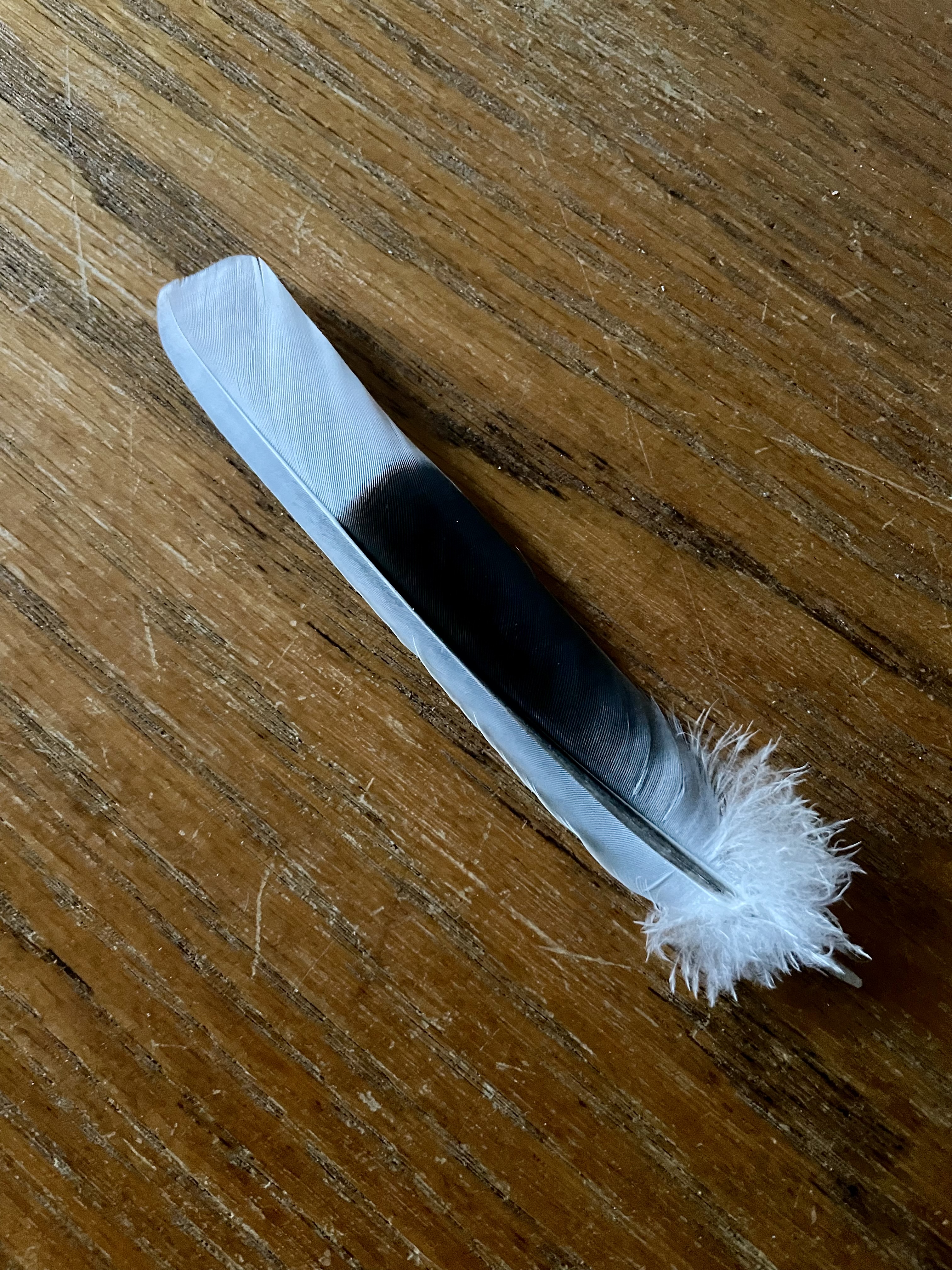 最近辨識的鳥類圖片