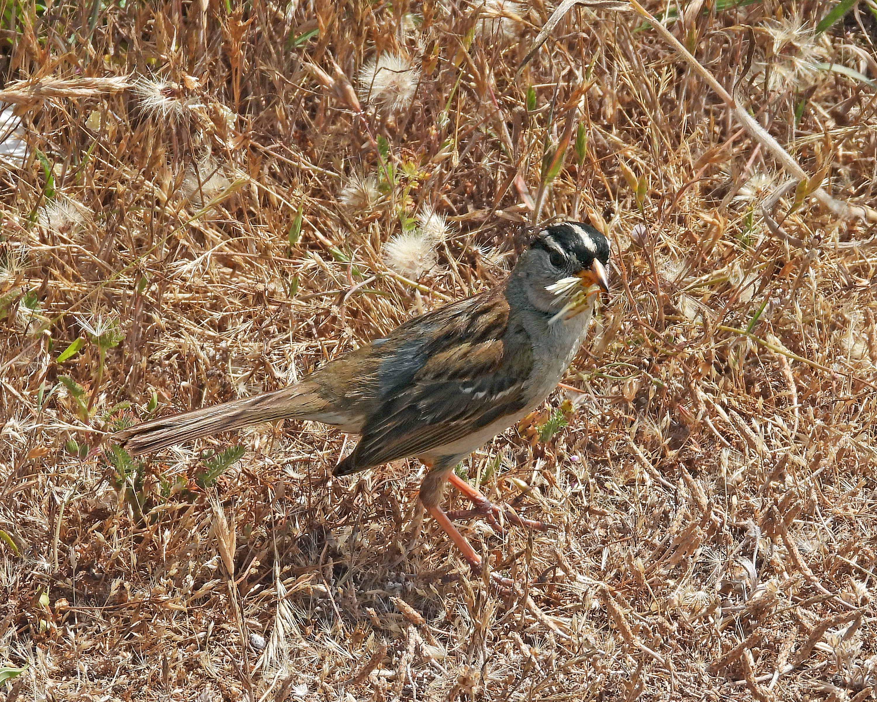 最近認識された鳥の写真