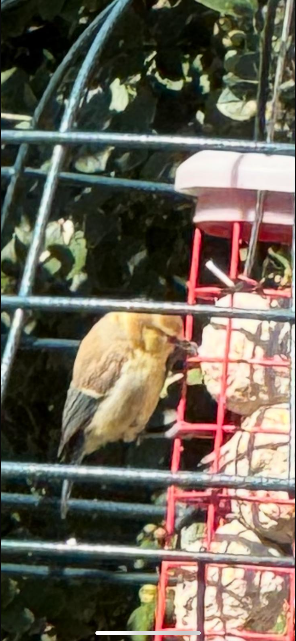 最近認識された鳥の写真