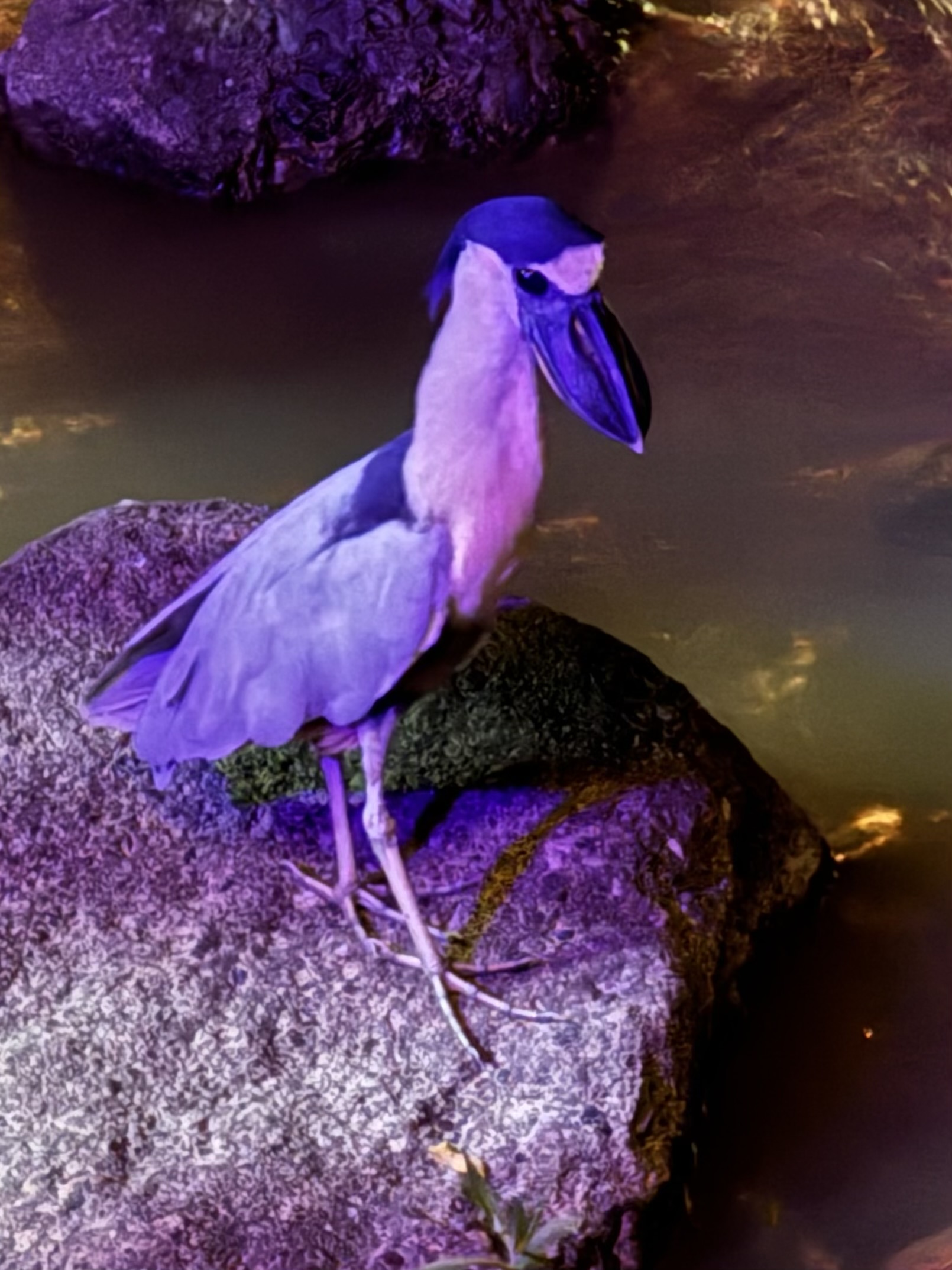 Recent bird photo