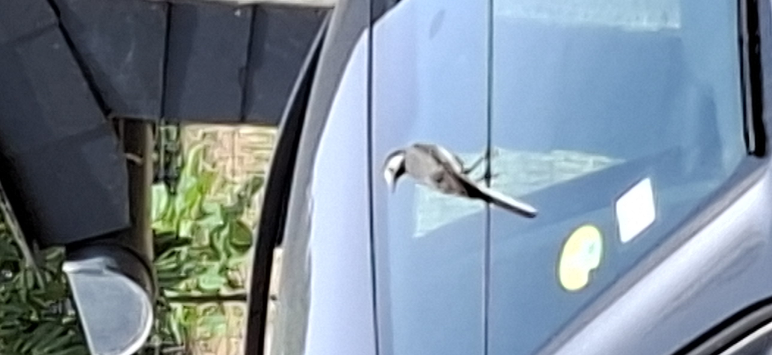 最近認識された鳥の写真