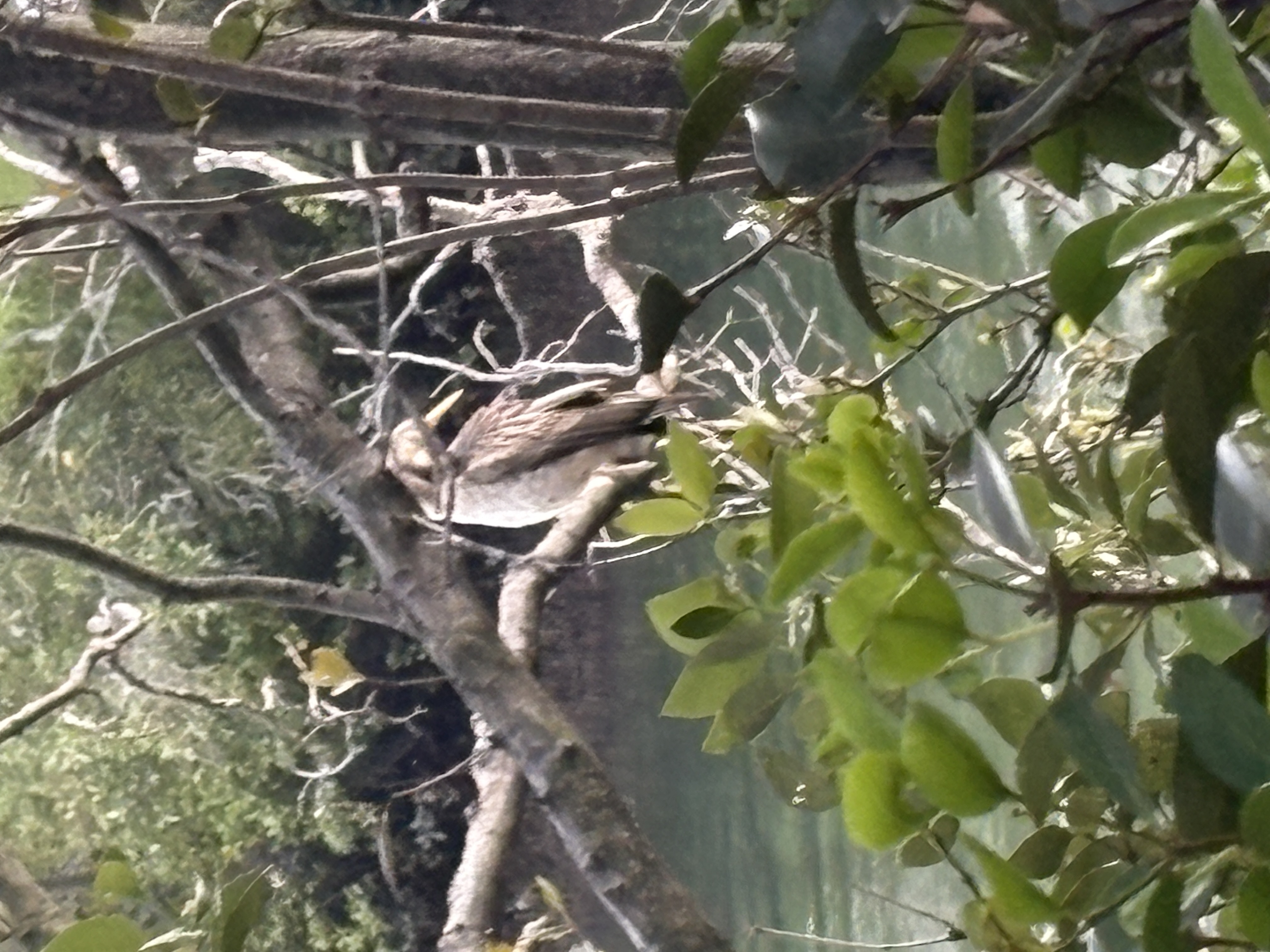 最近認識された鳥の写真
