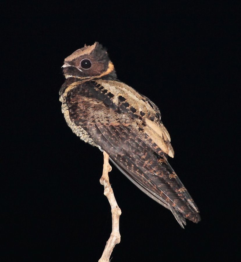 Common Poorwill