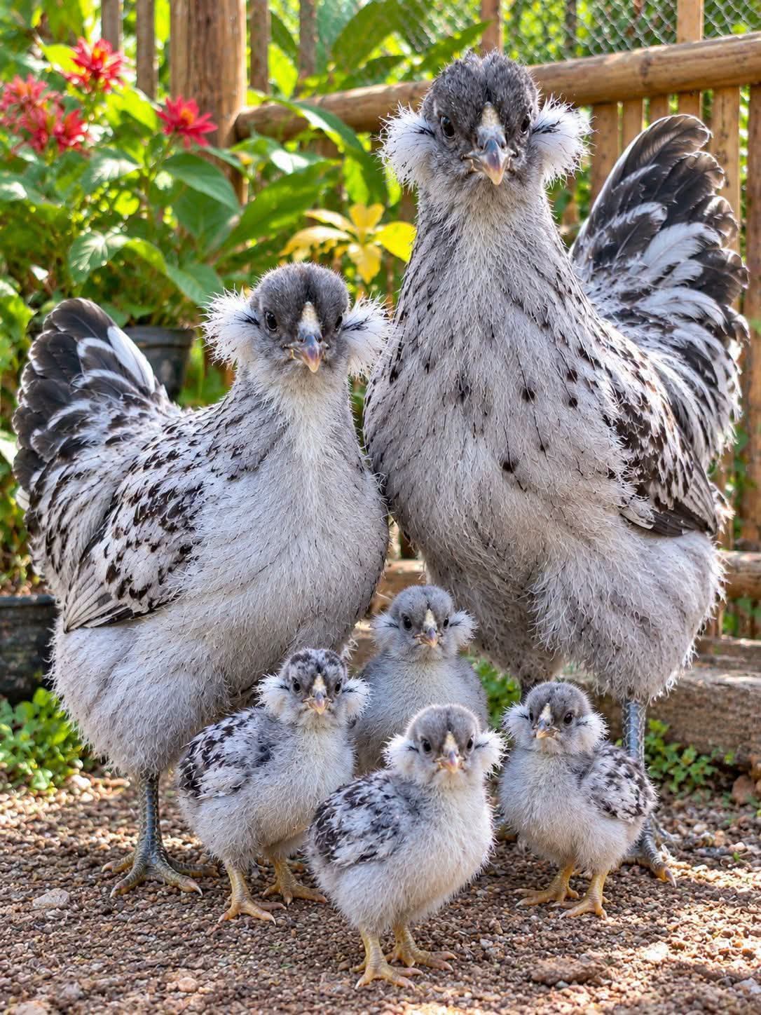 最近辨識的鳥類圖片