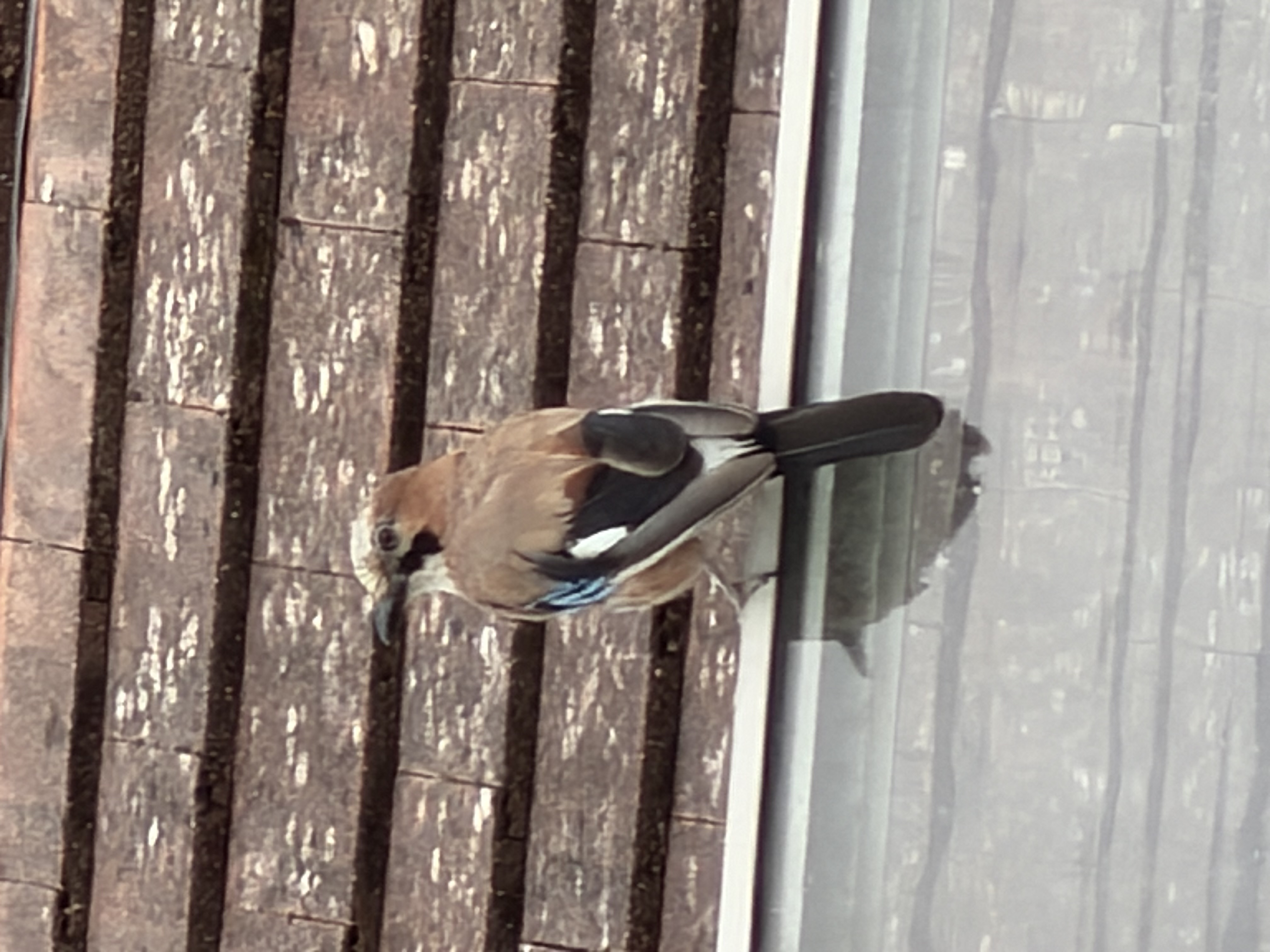 最近認識された鳥の写真