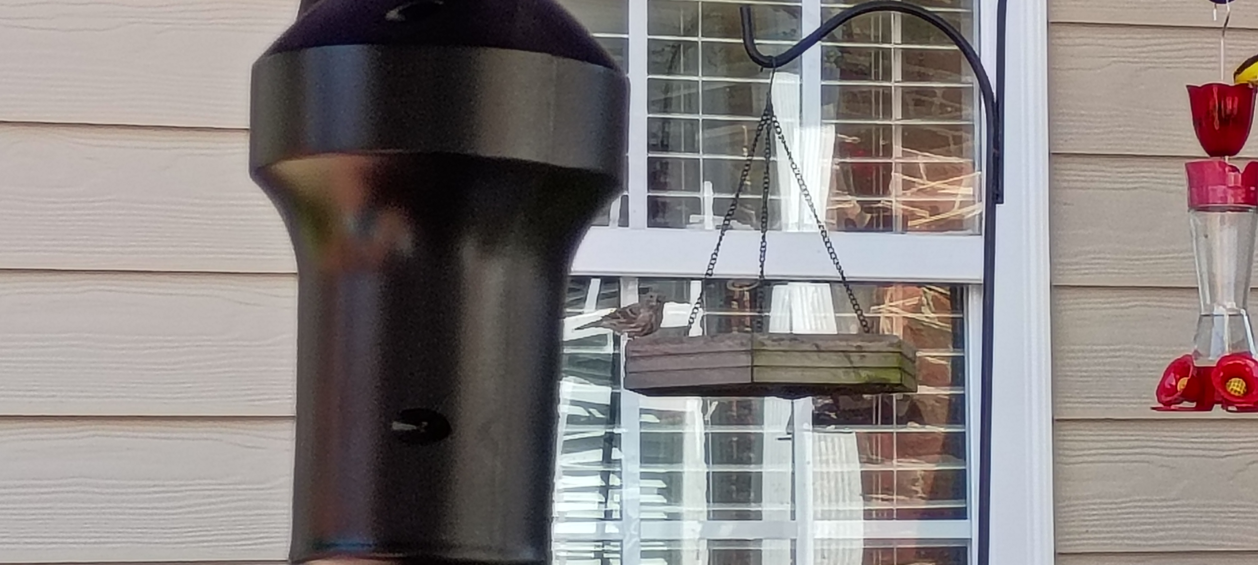 Recent bird photo
