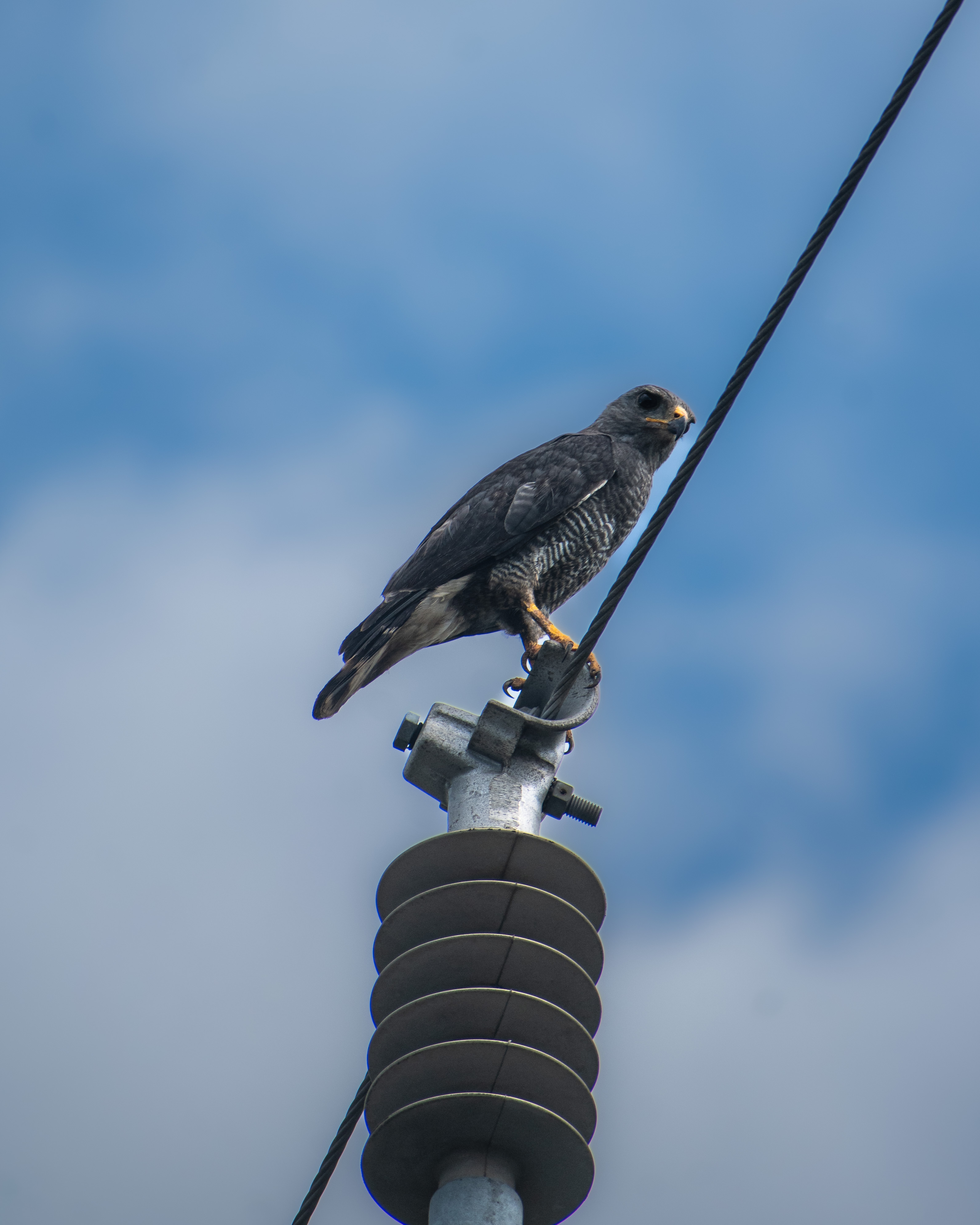 最近認識された鳥の写真