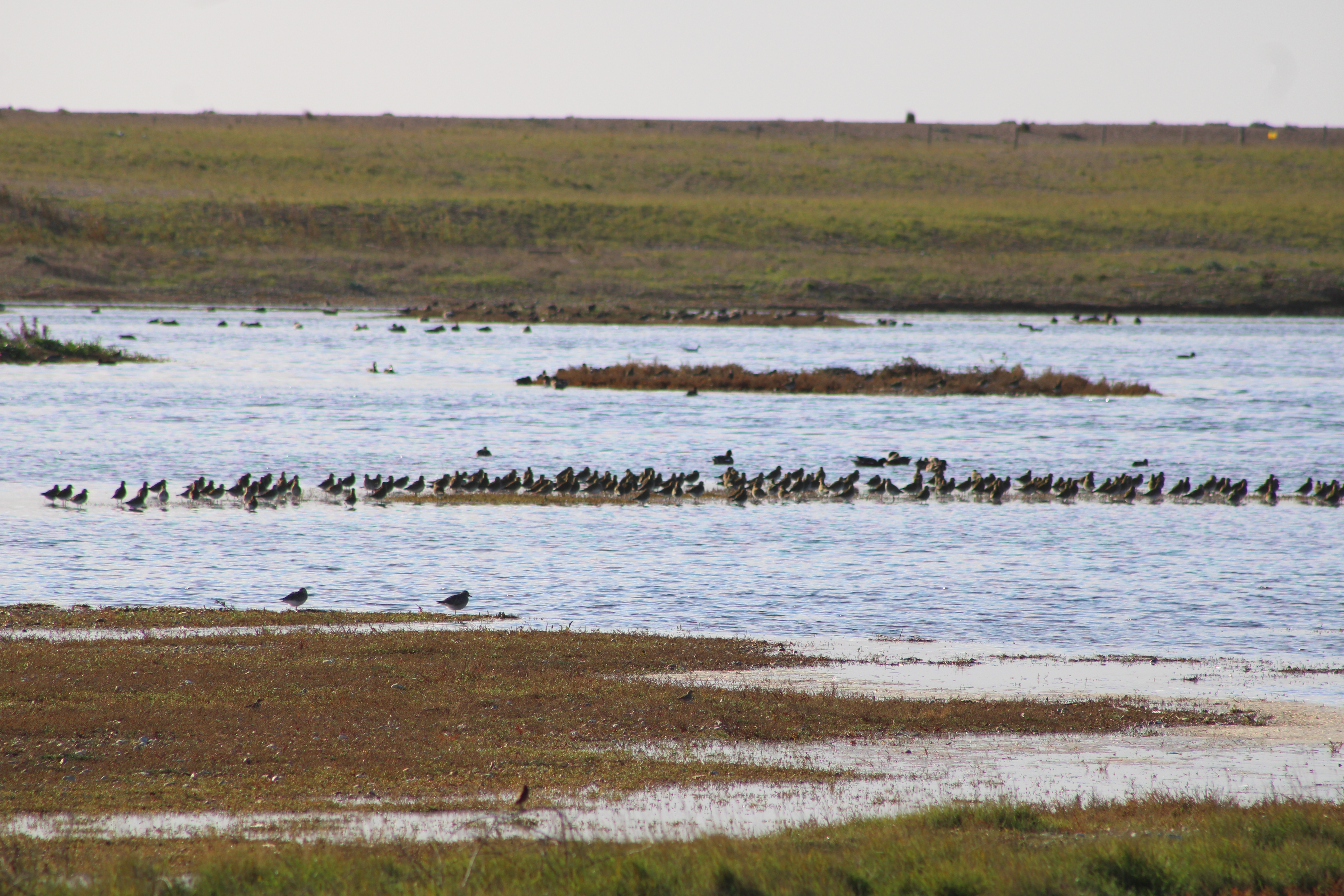 White-faced Ibis
