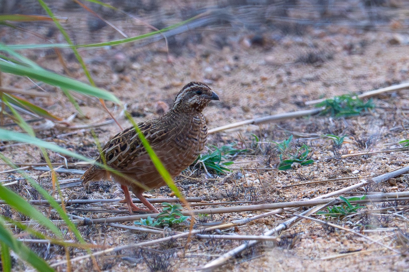 最近認識された鳥の写真