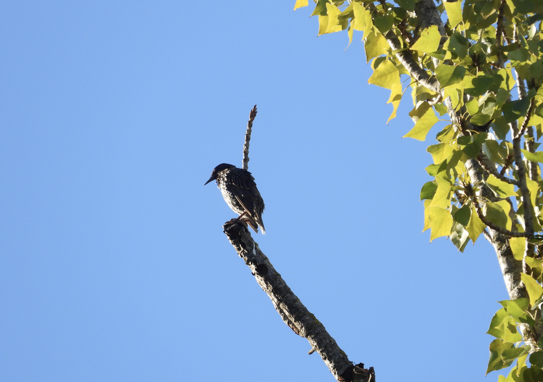 Recent bird photo