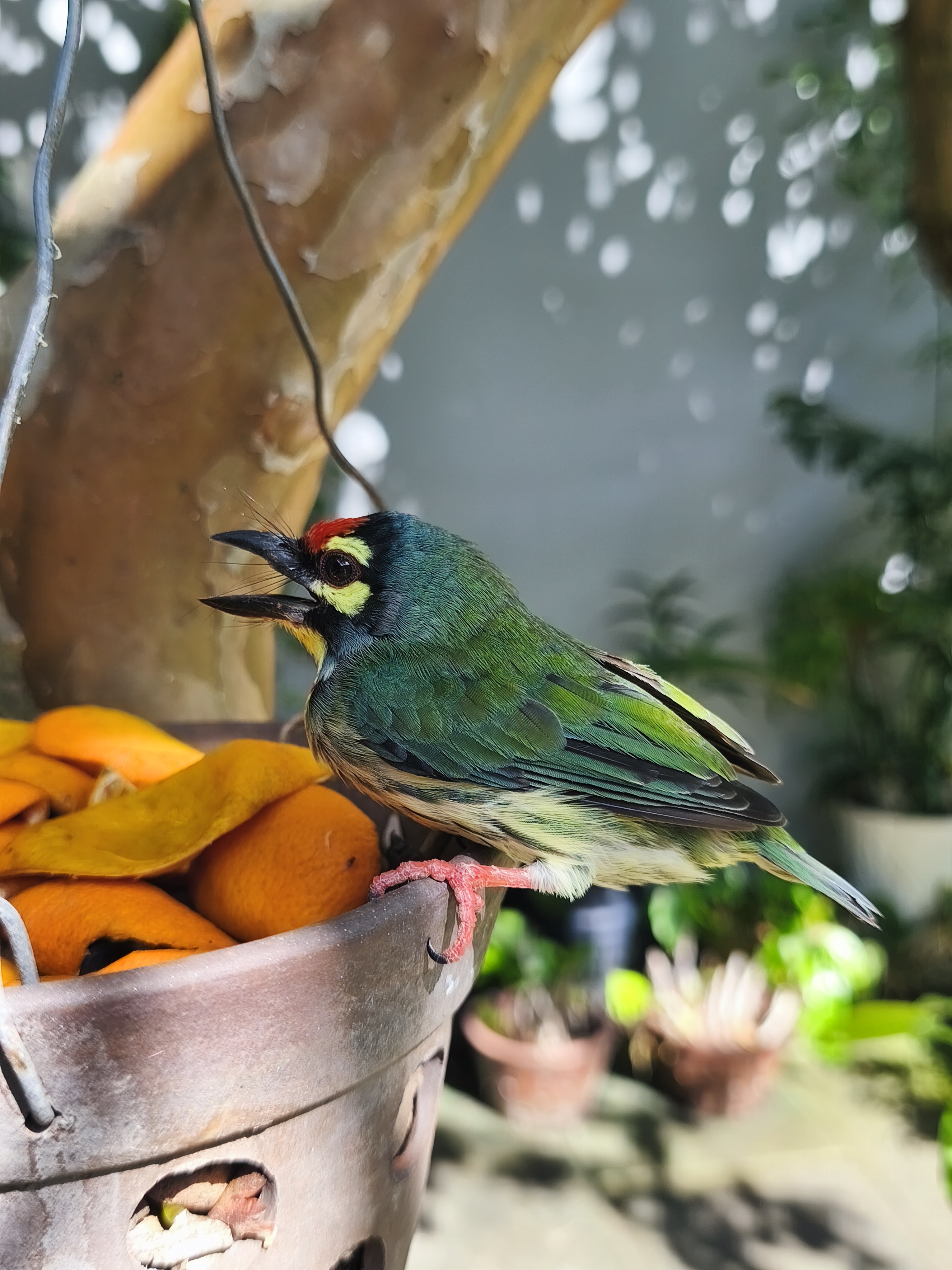 Recent bird photo