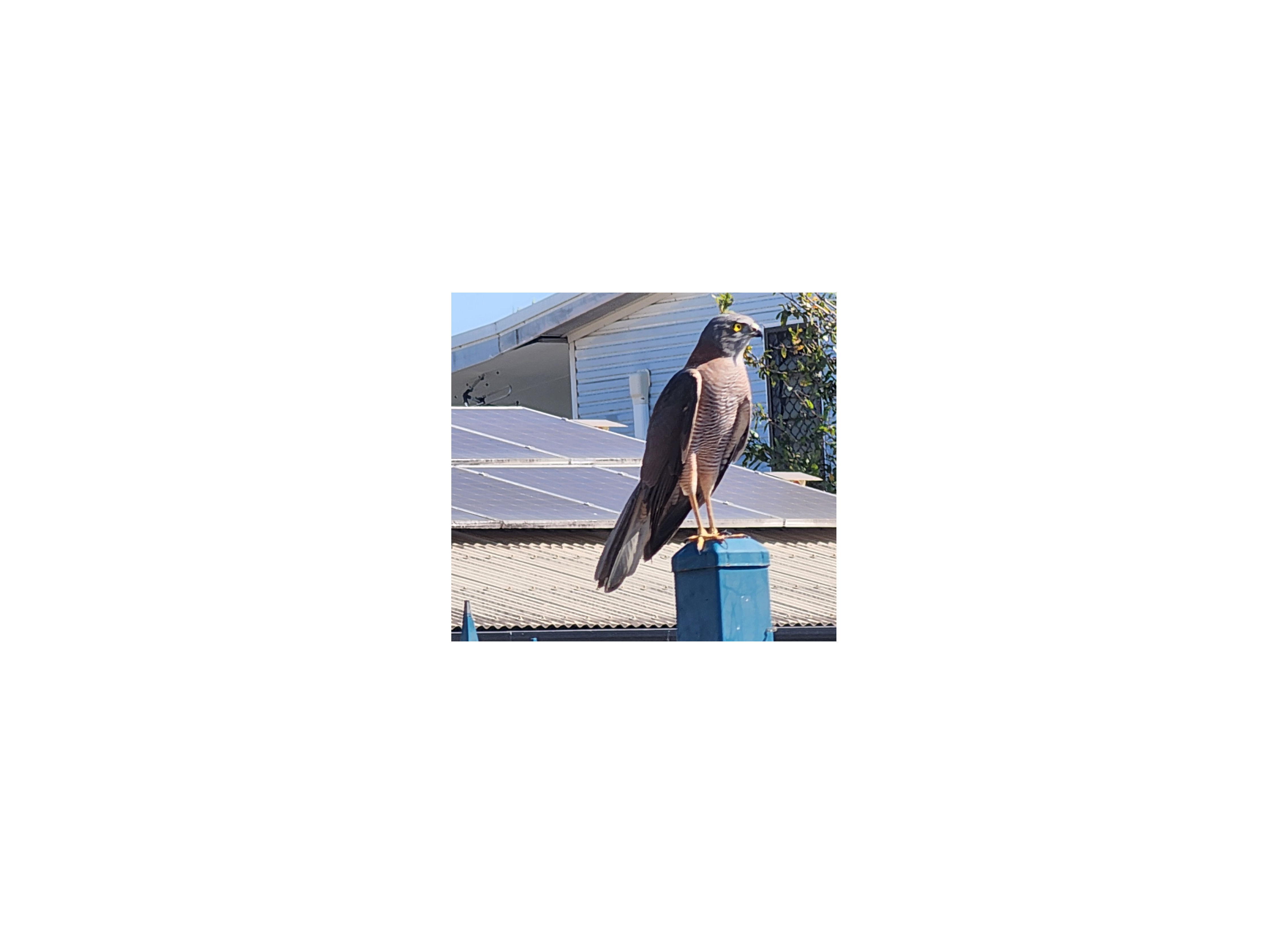 最近認識された鳥の写真