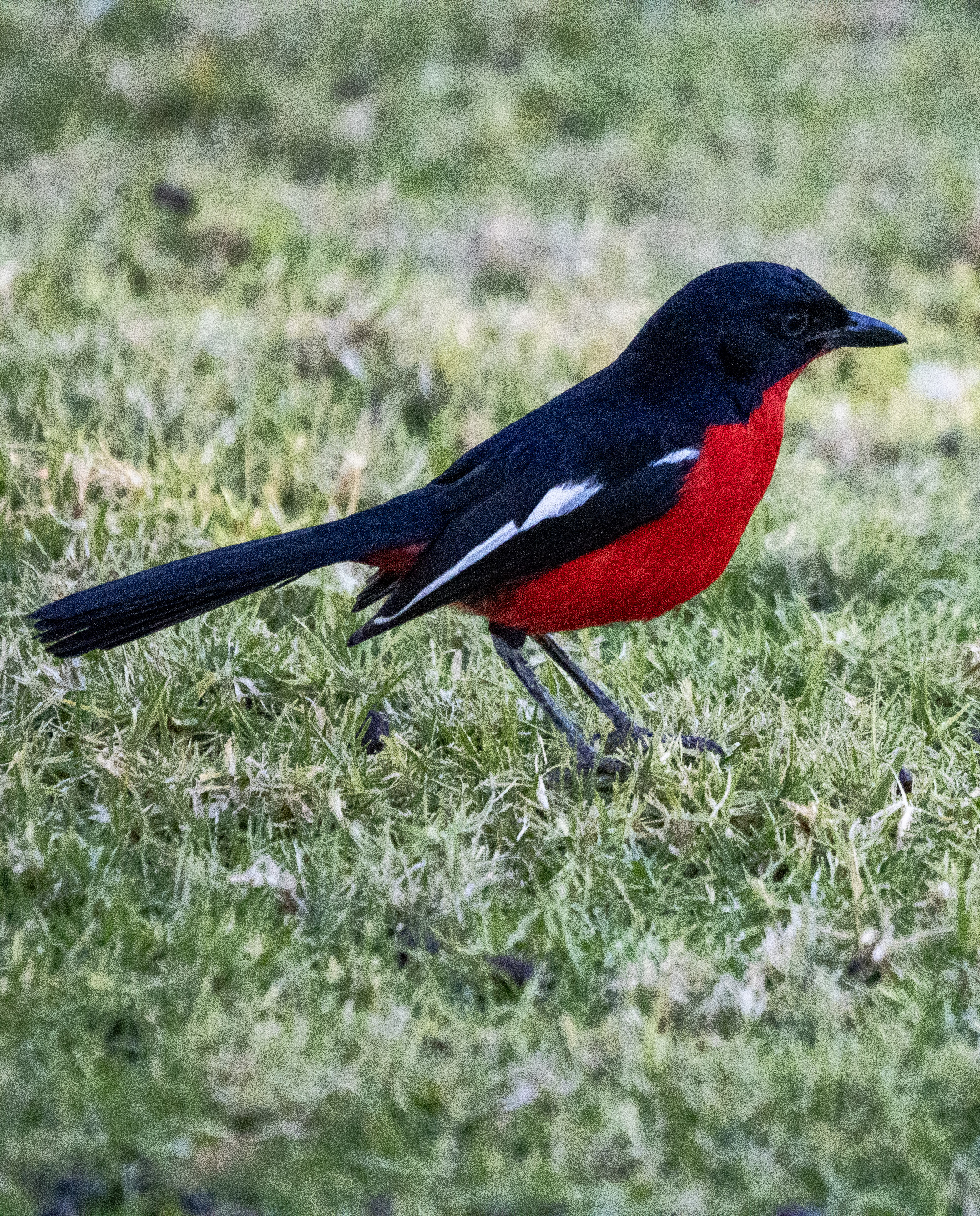 最近認識された鳥の写真