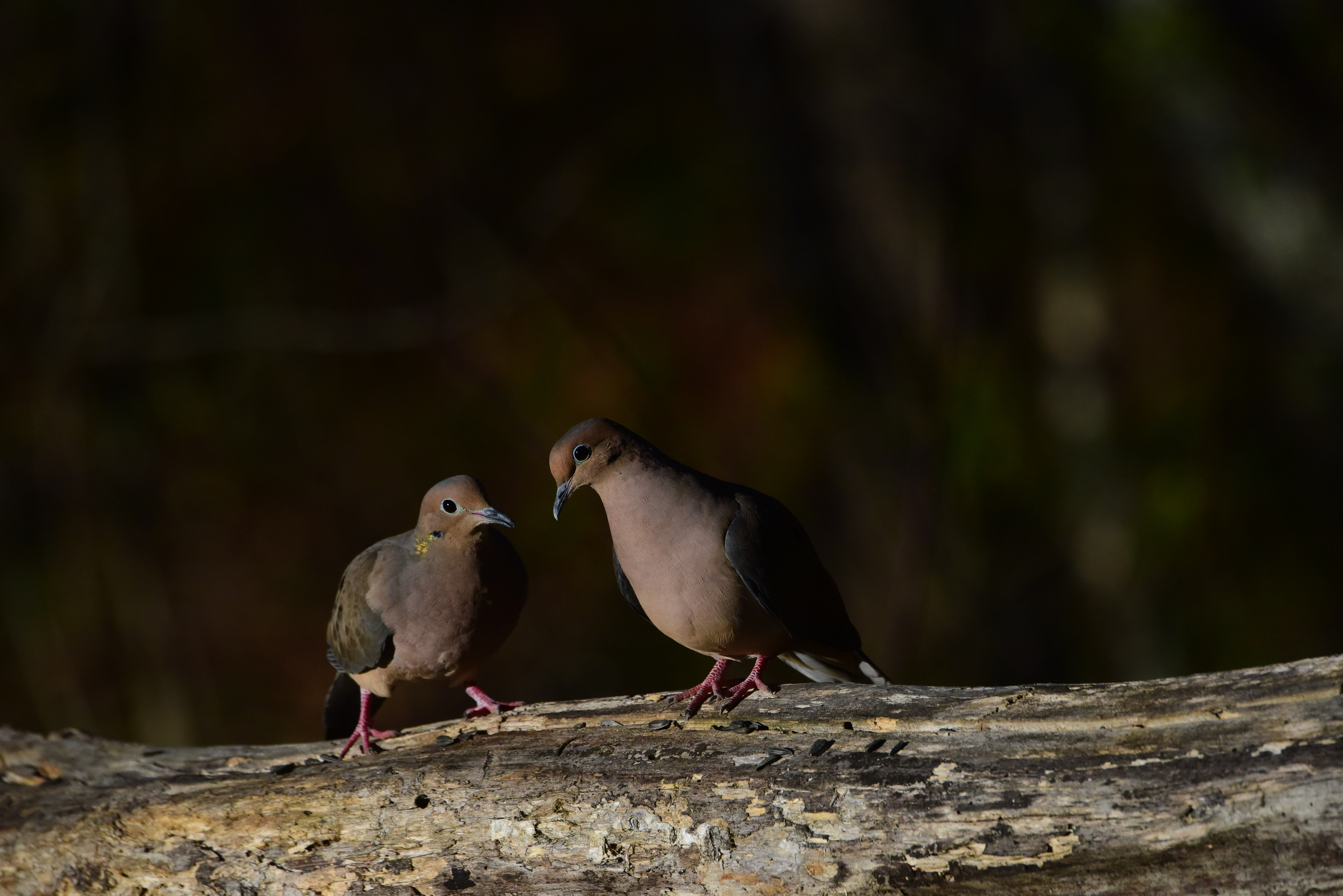 Recent bird photo