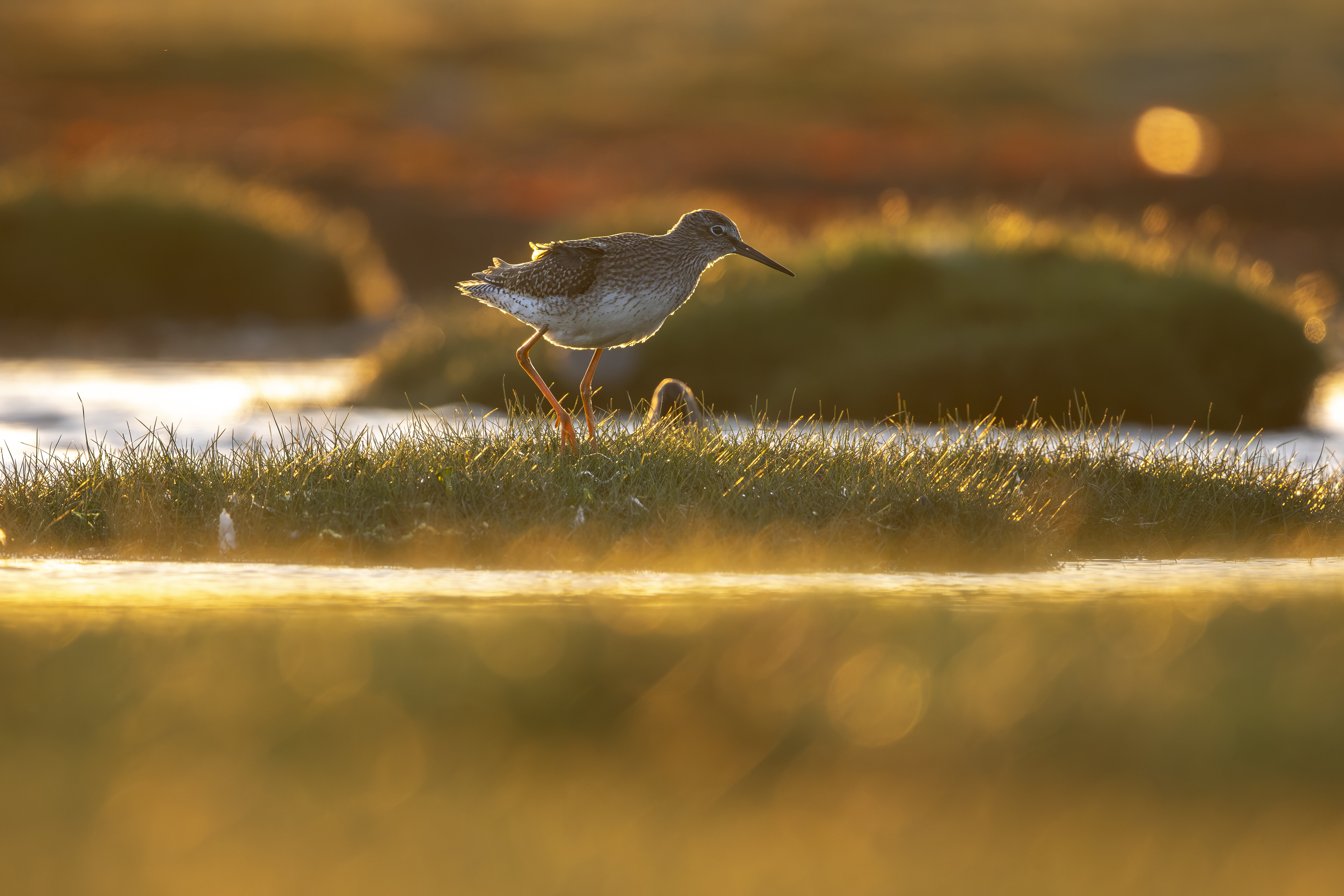 Recent bird photo