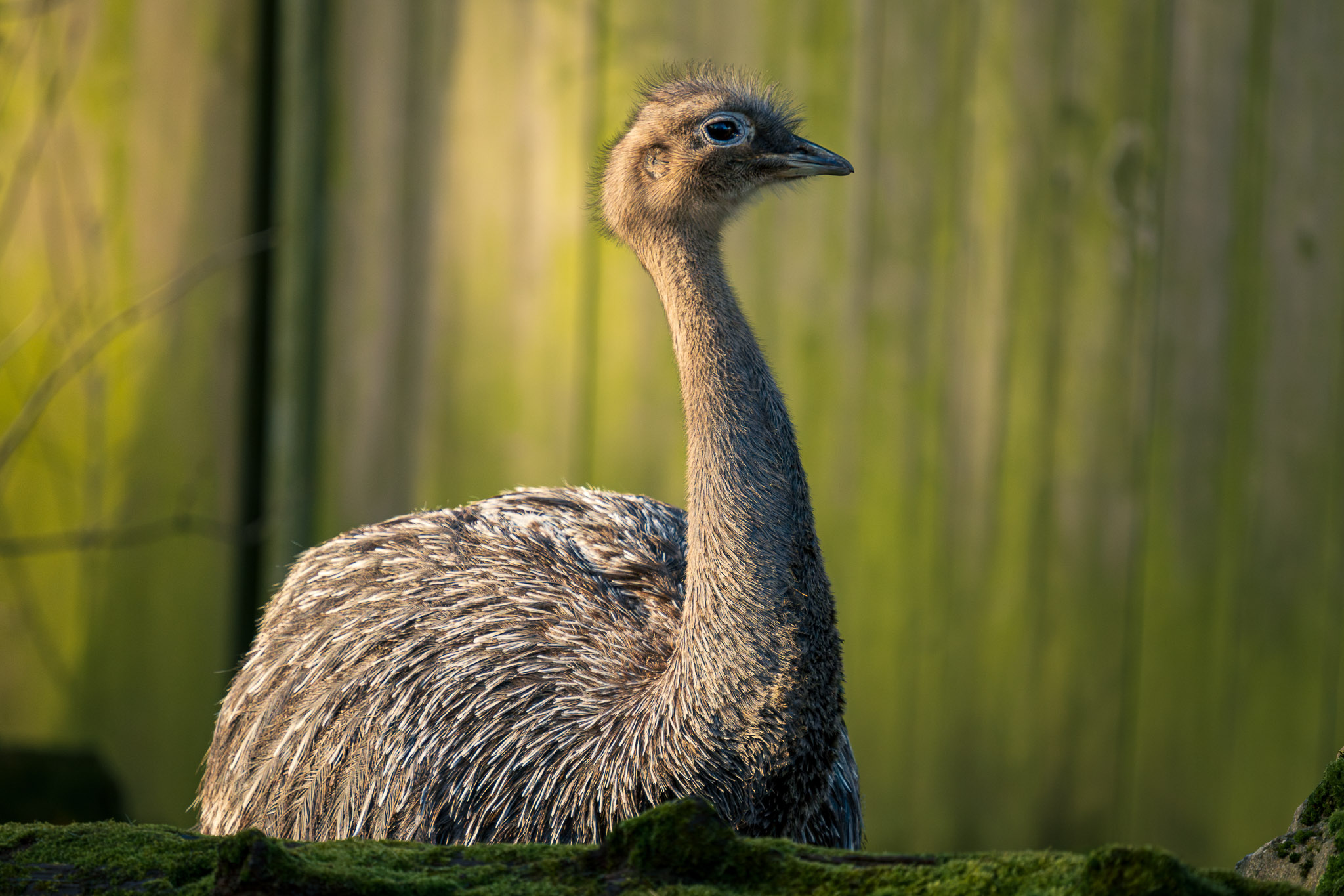 Emu