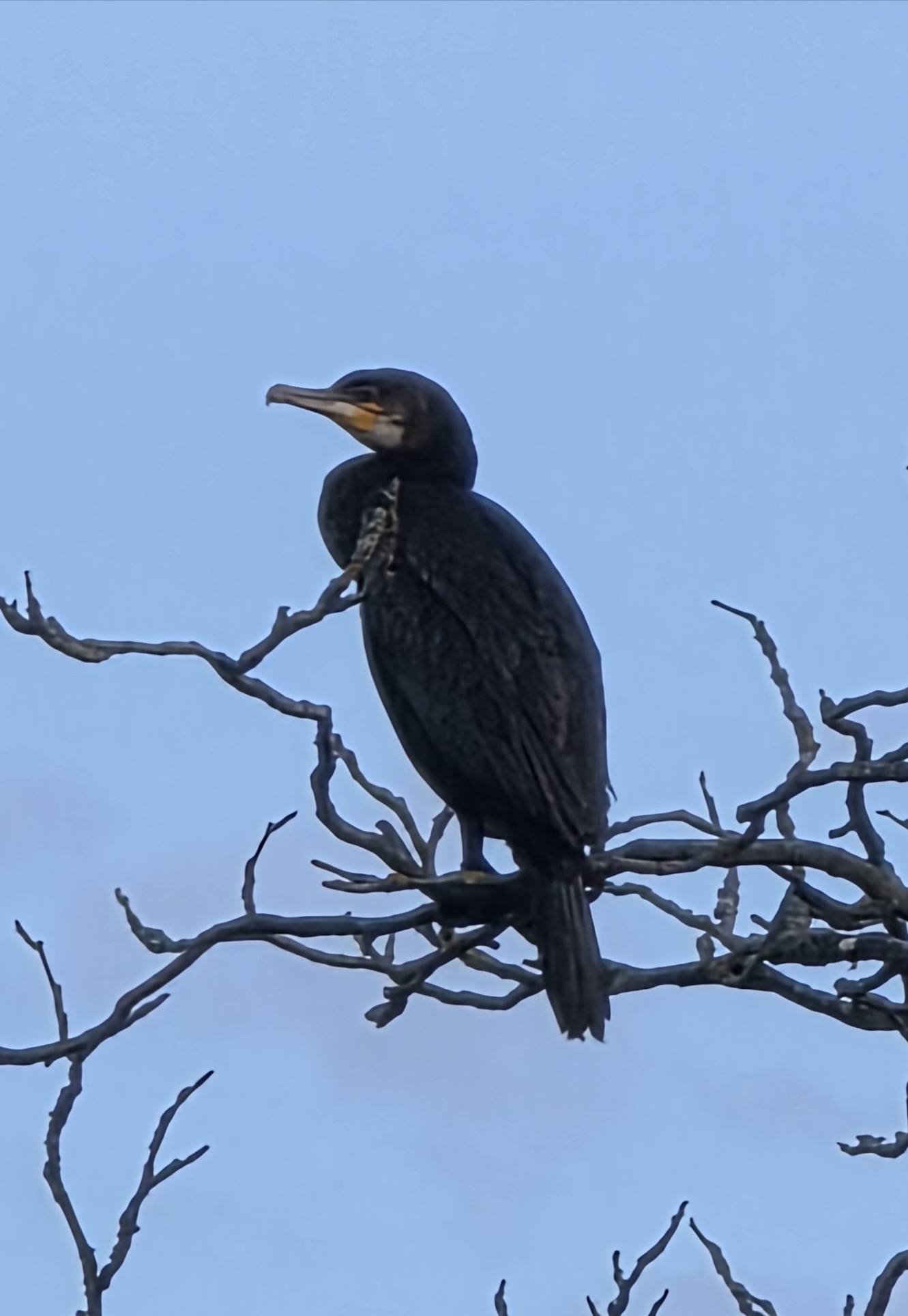 Recent bird photo