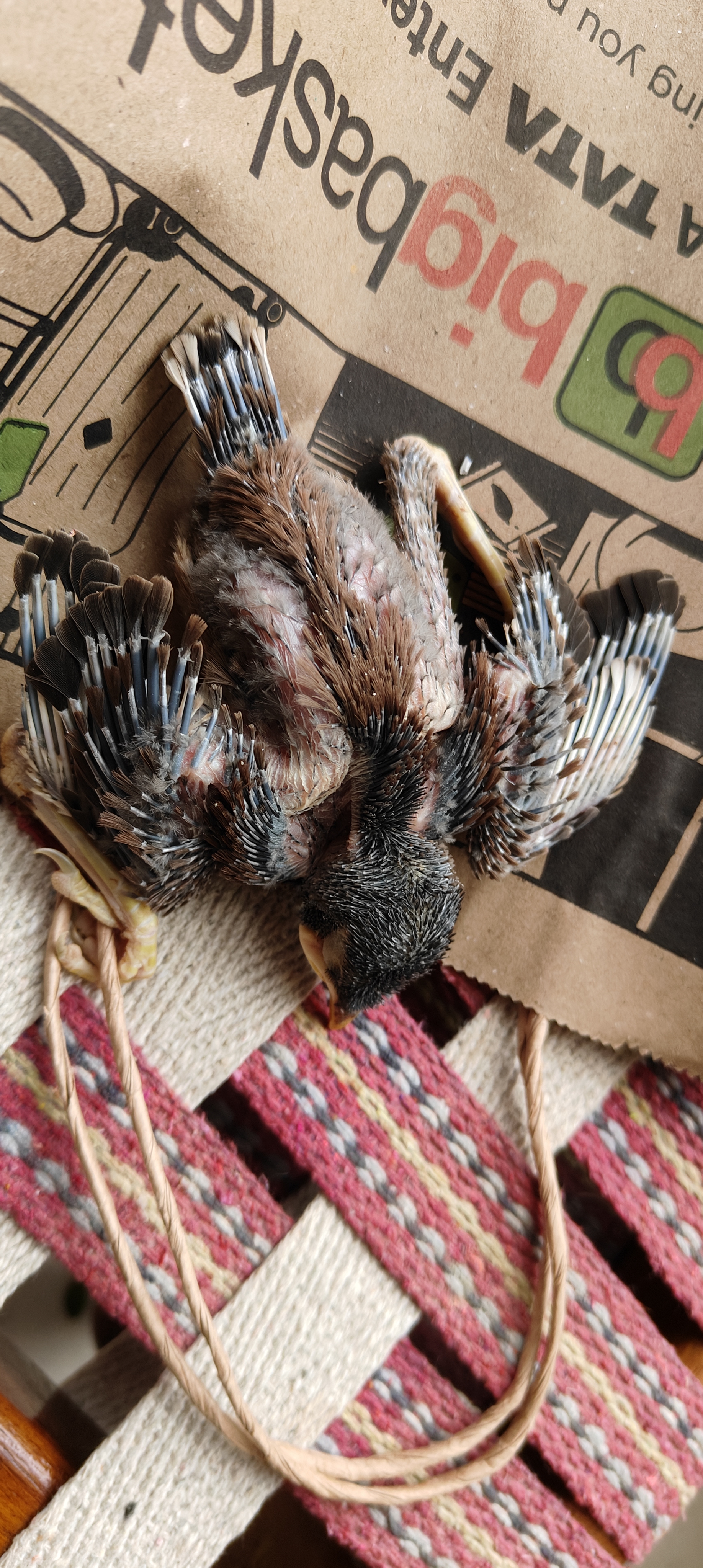 最近認識された鳥の写真