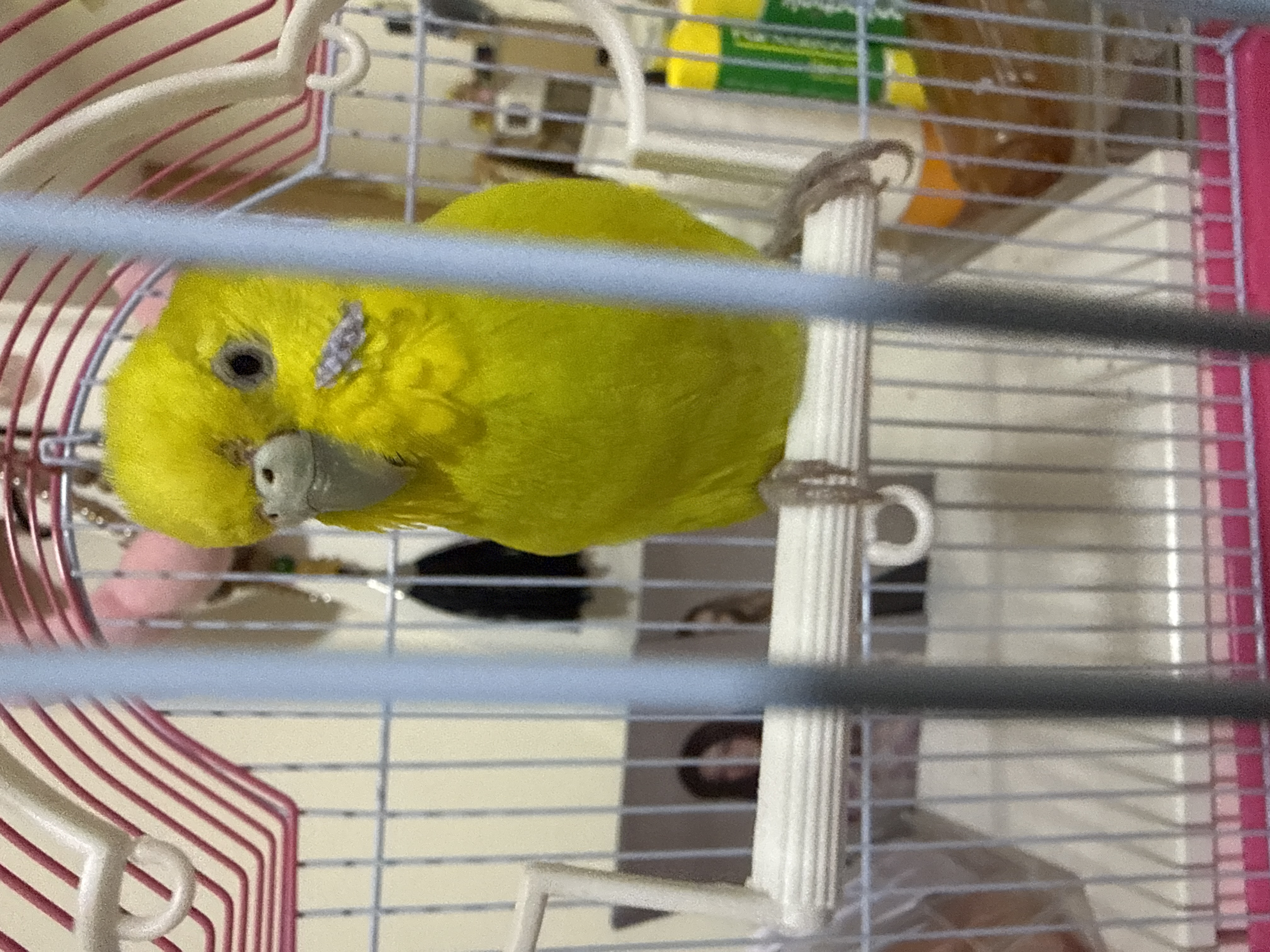 最近認識された鳥の写真