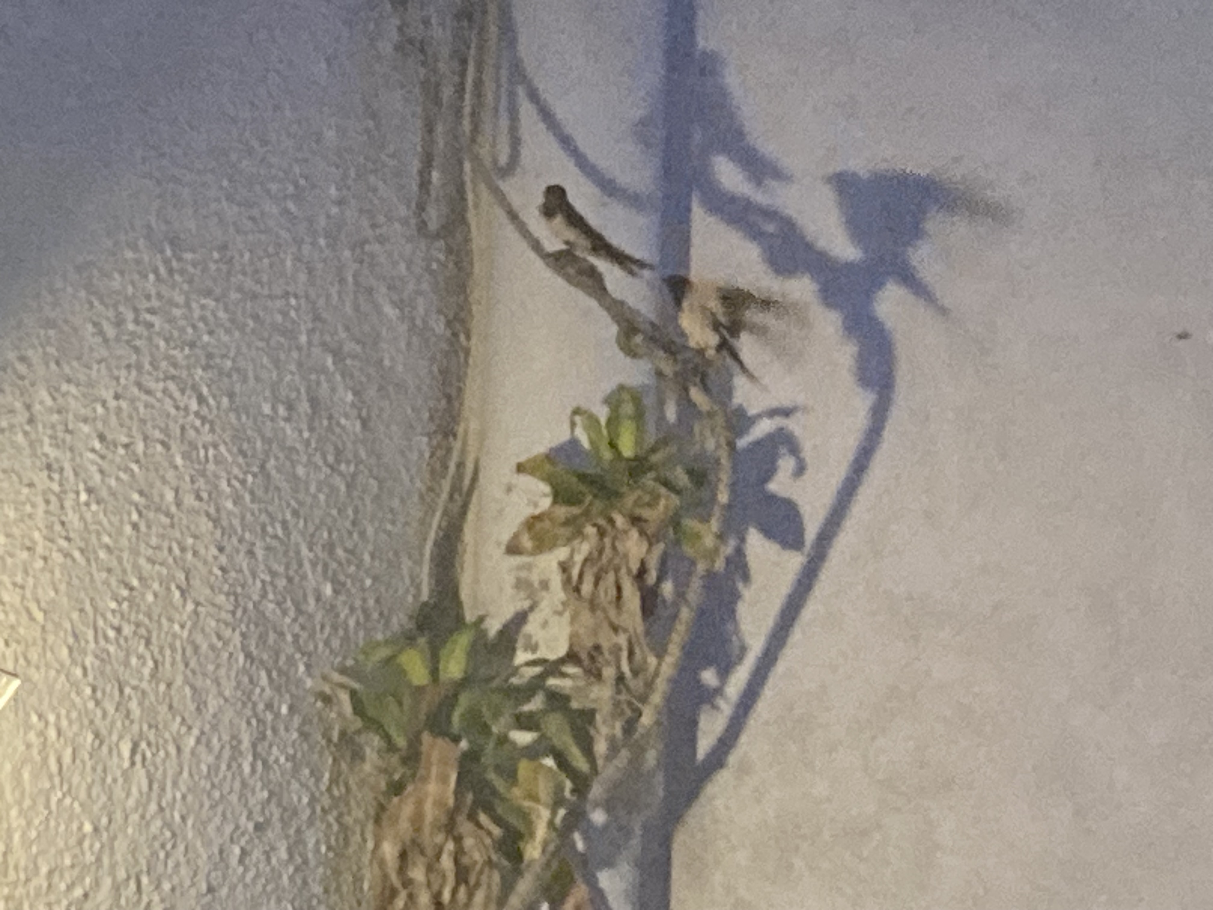 最近识别的鸟类图片