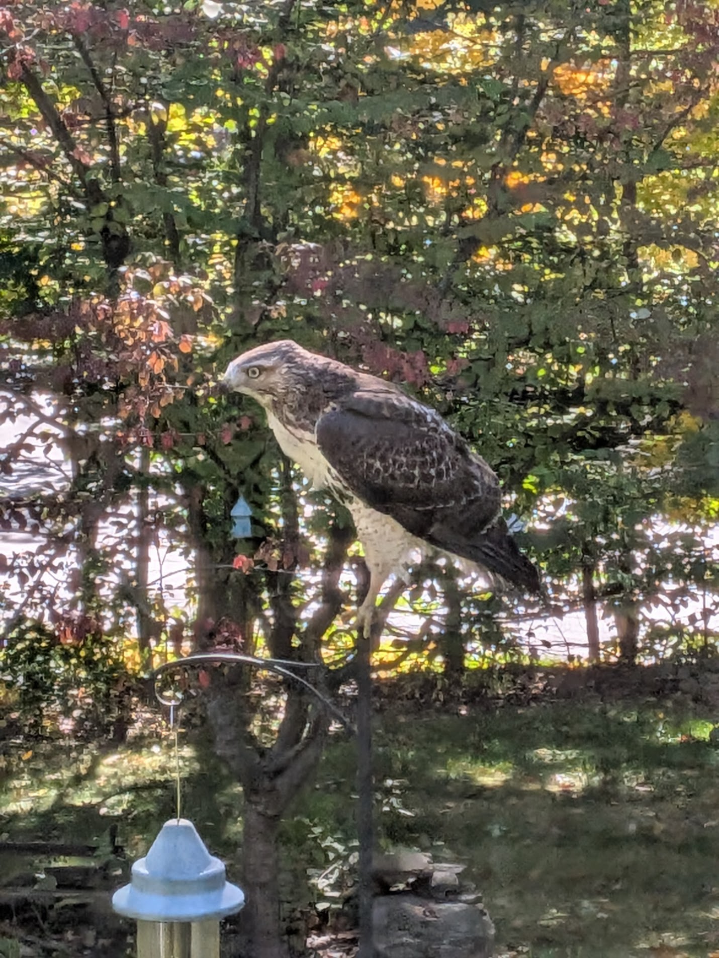 最近認識された鳥の写真