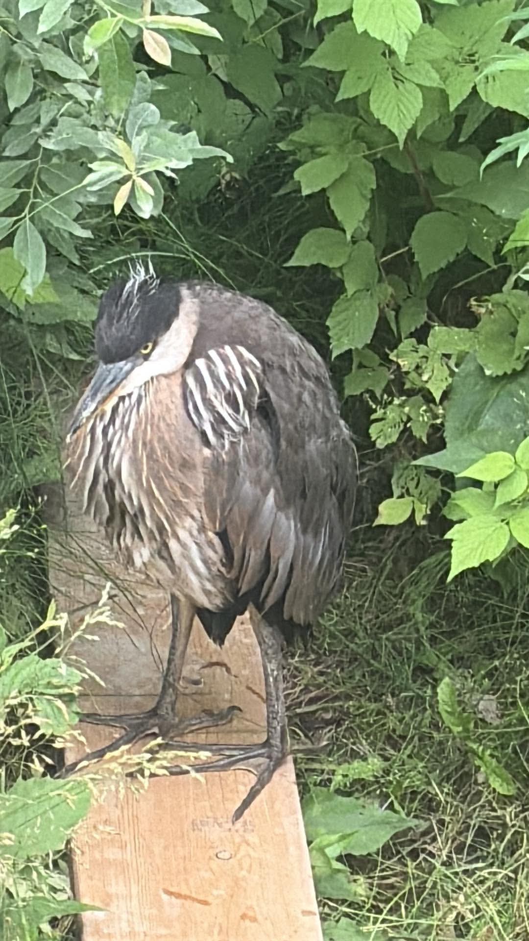 最近認識された鳥の写真