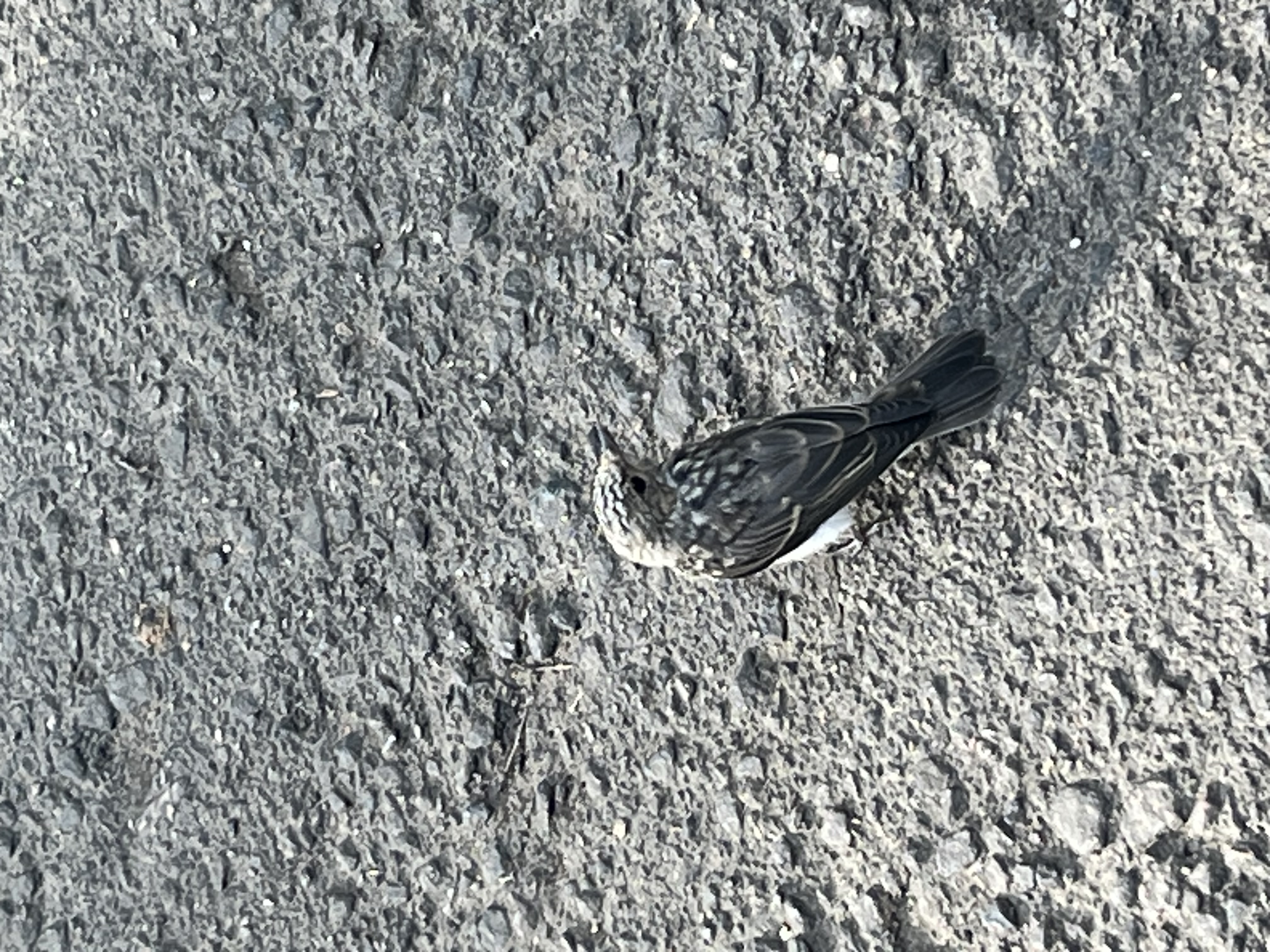 最近認識された鳥の写真