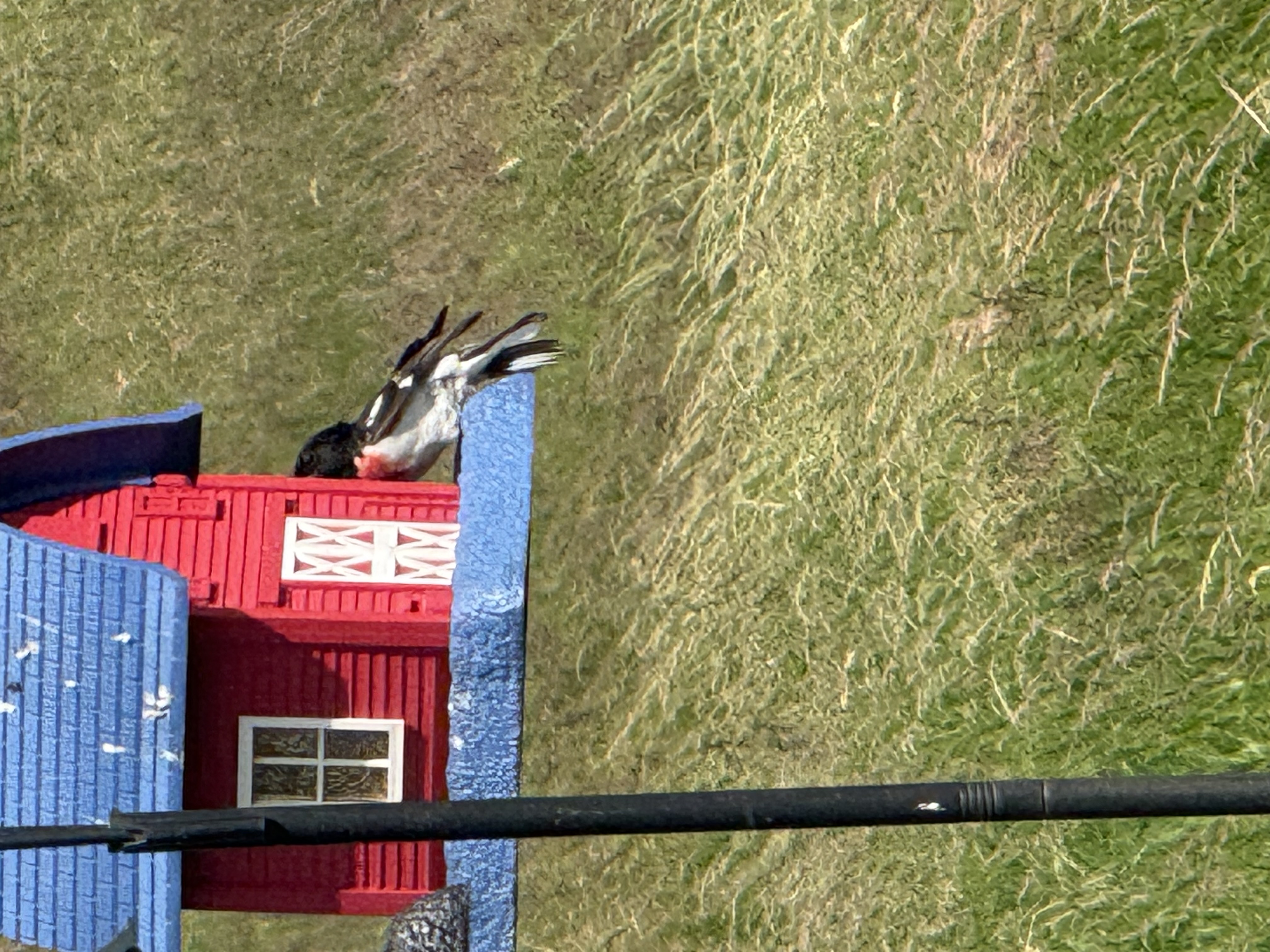 Recent bird photo