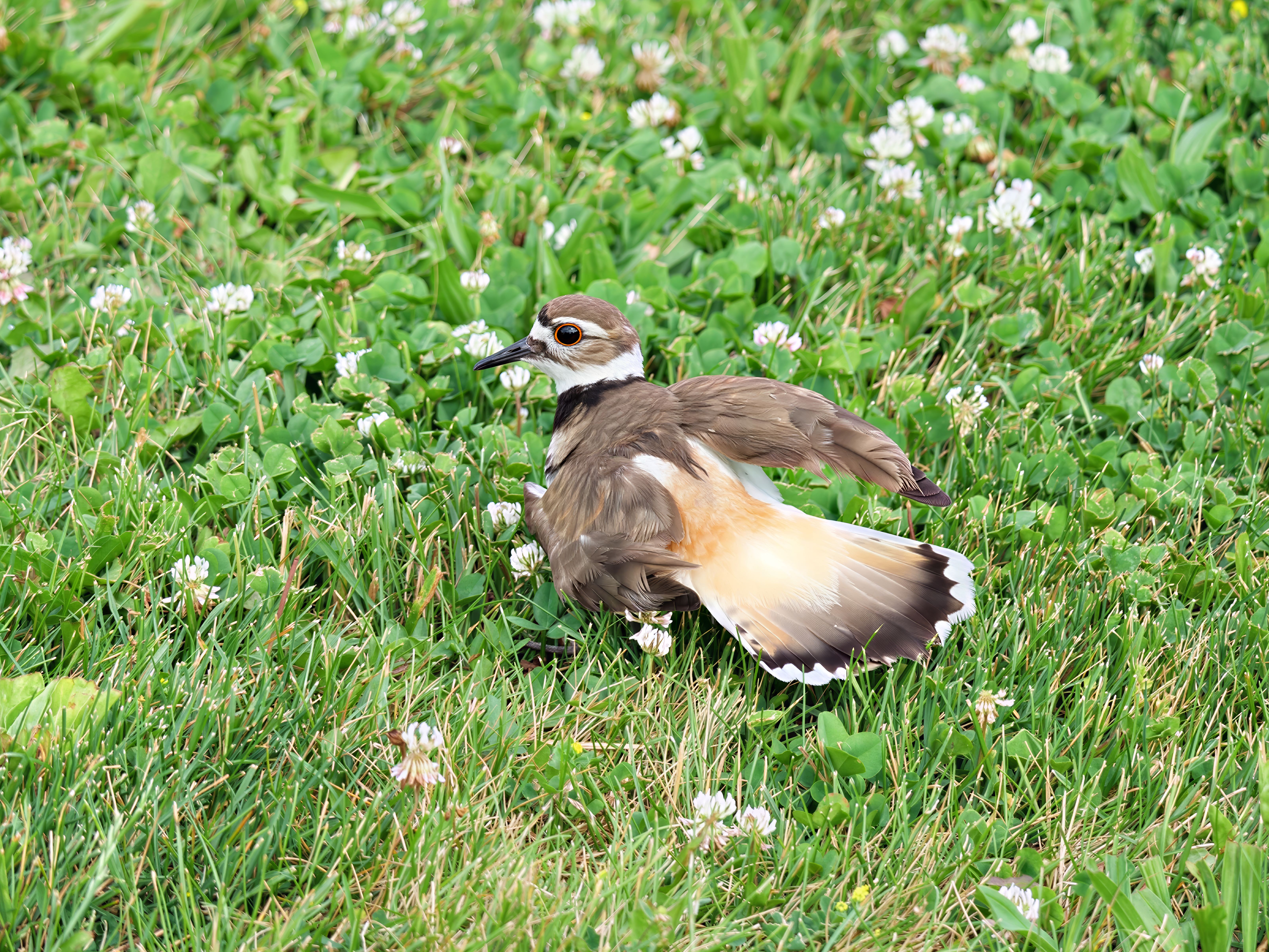 最近認識された鳥の写真