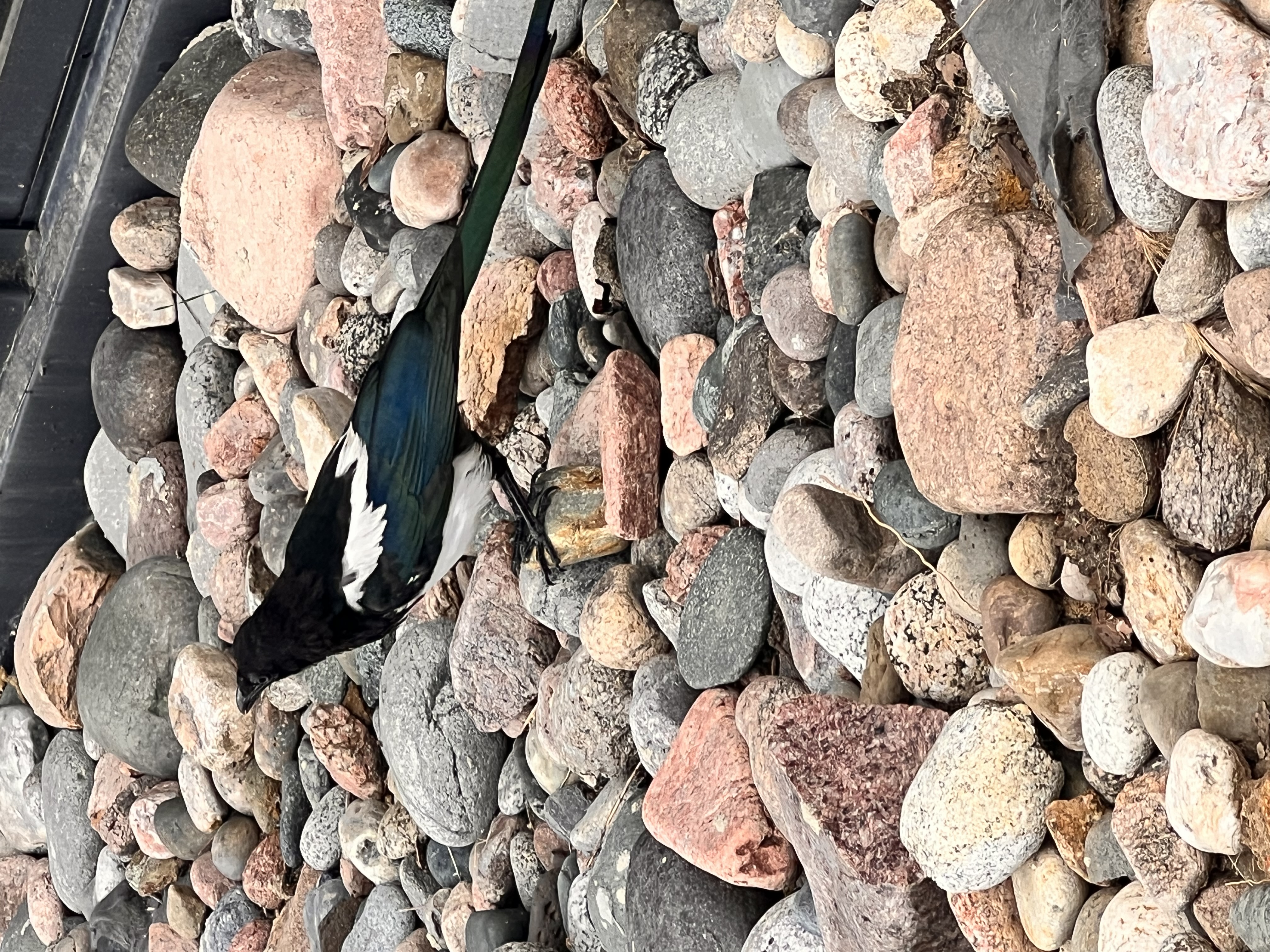 Recent bird photo