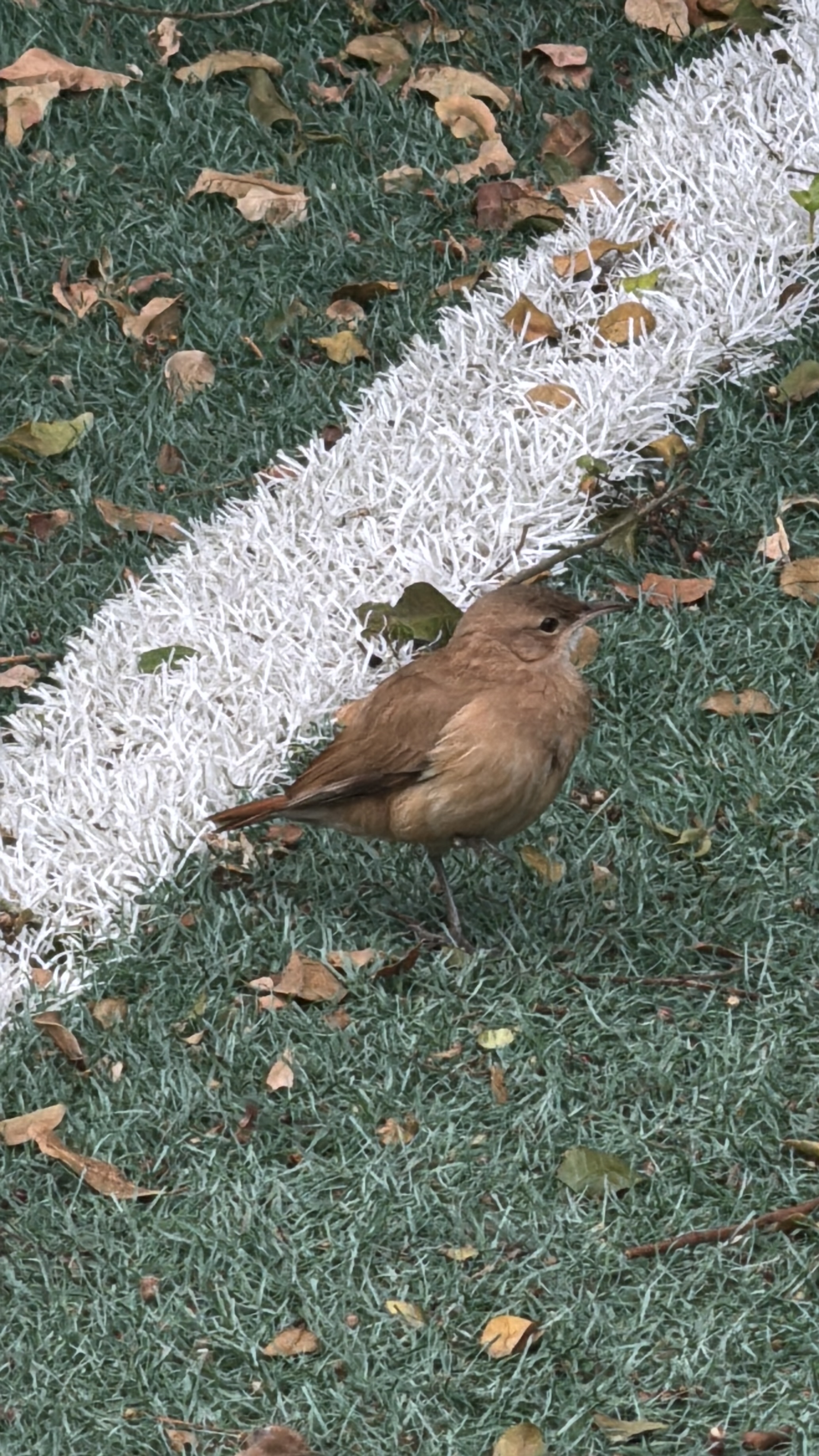 最近認識された鳥の写真