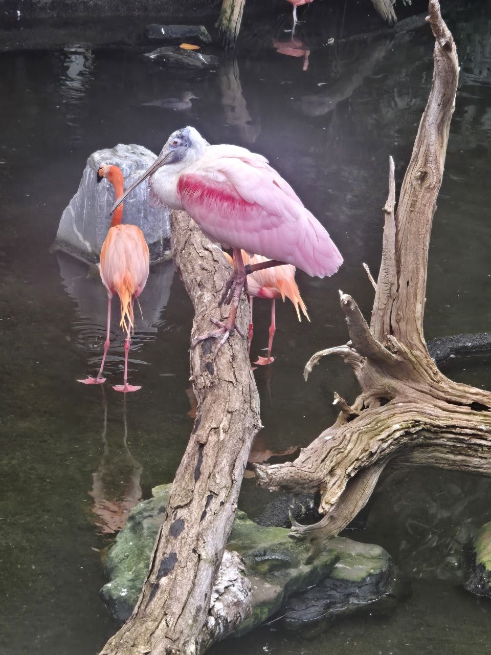 最近認識された鳥の写真