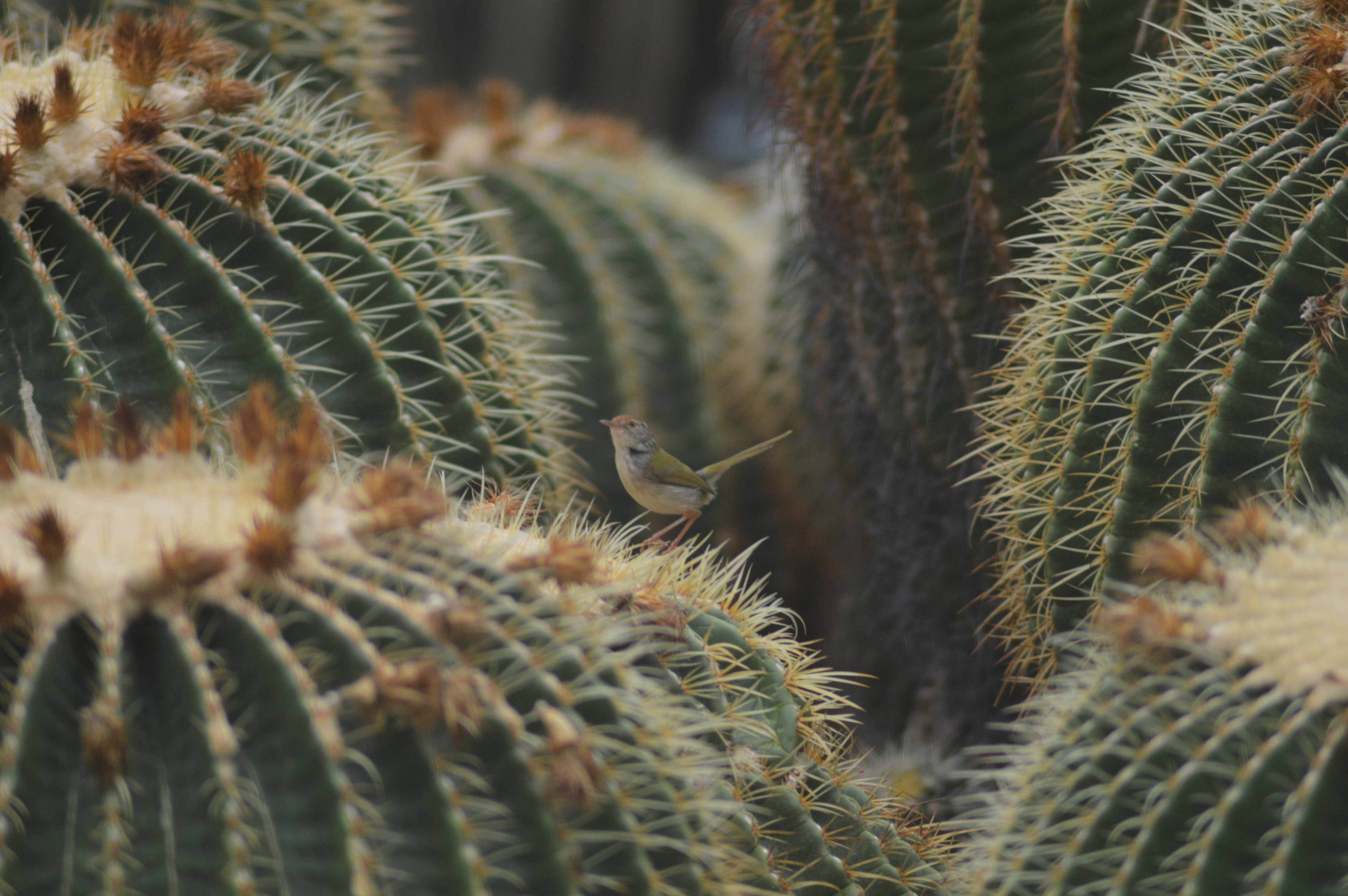 Recent bird photo