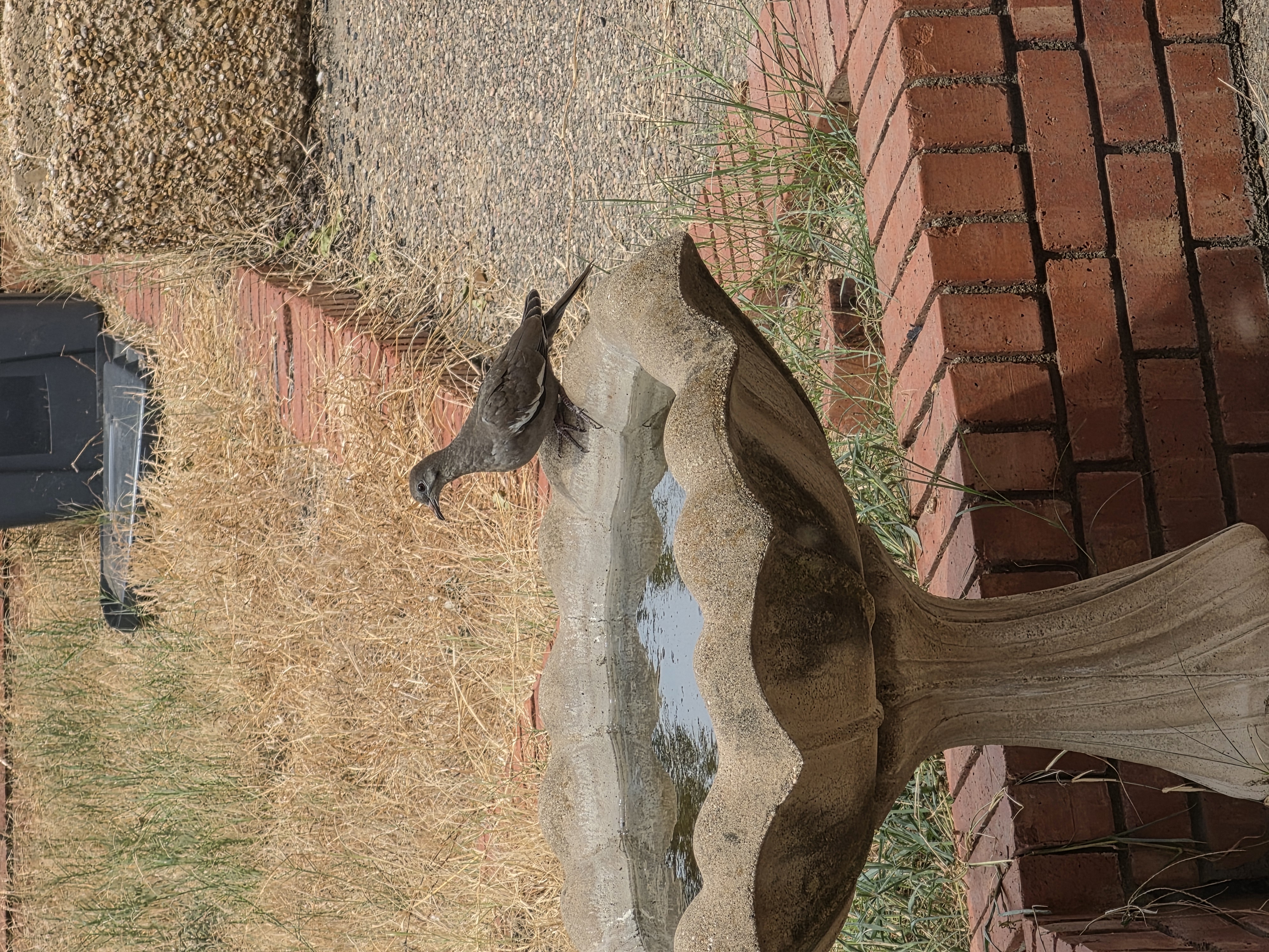 Recent bird photo