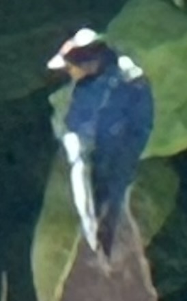 Recent bird photo