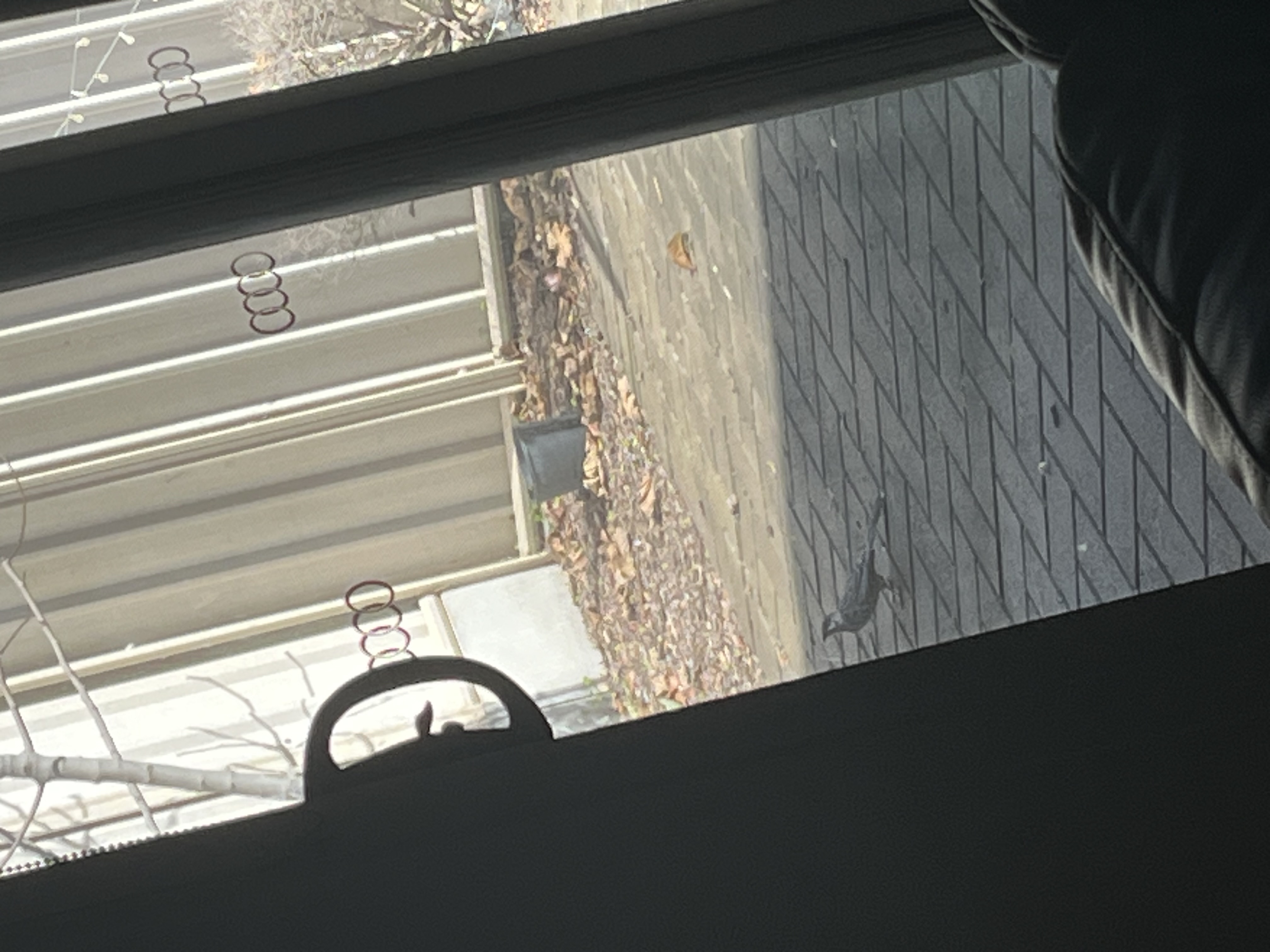 最近识别的鸟类图片