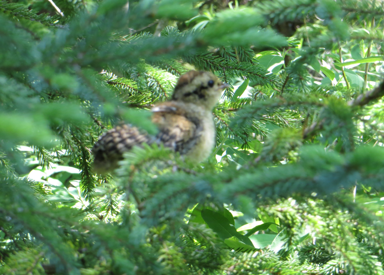 最近認識された鳥の写真