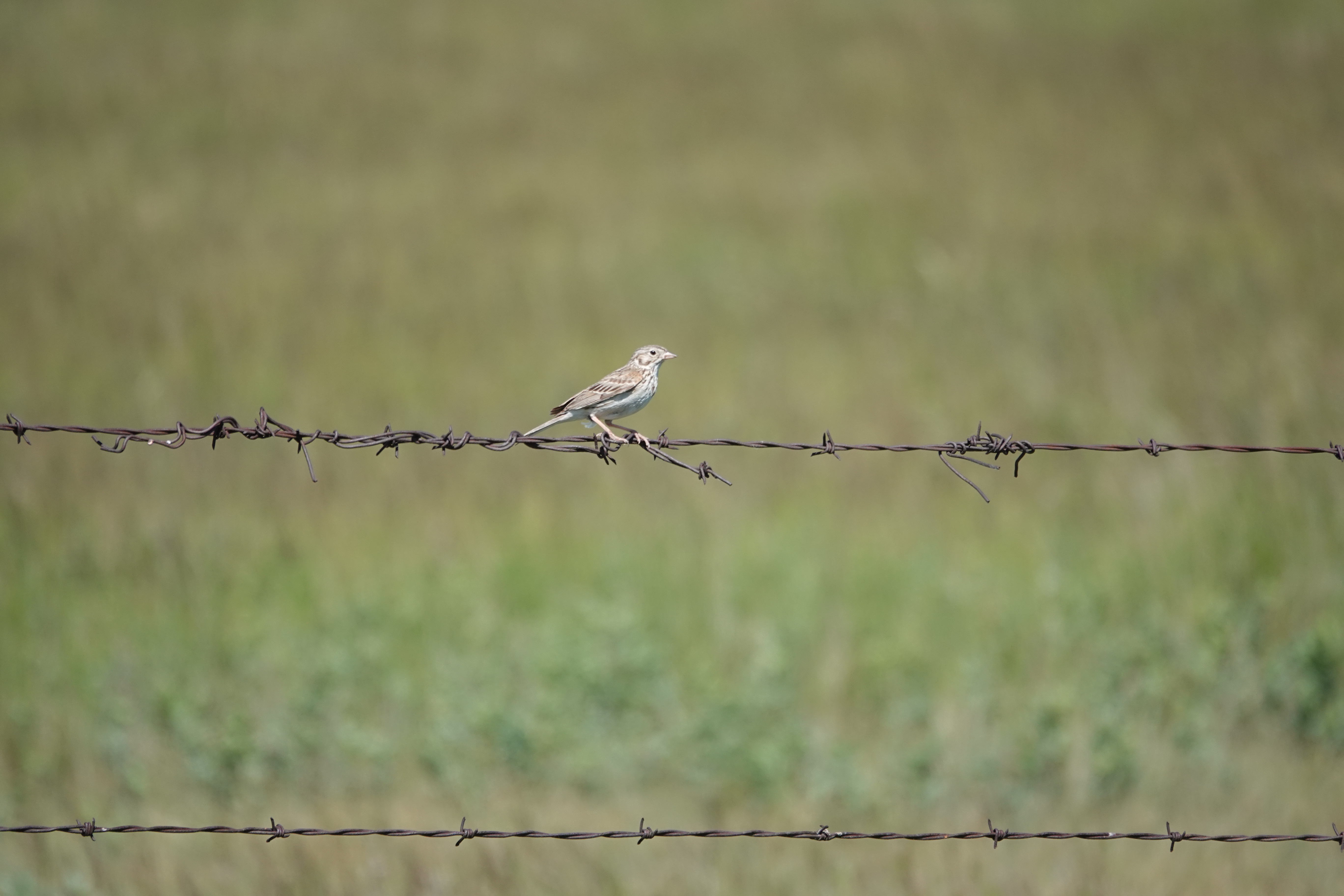 Recent bird photo