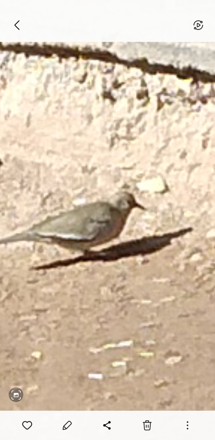最近認識された鳥の写真
