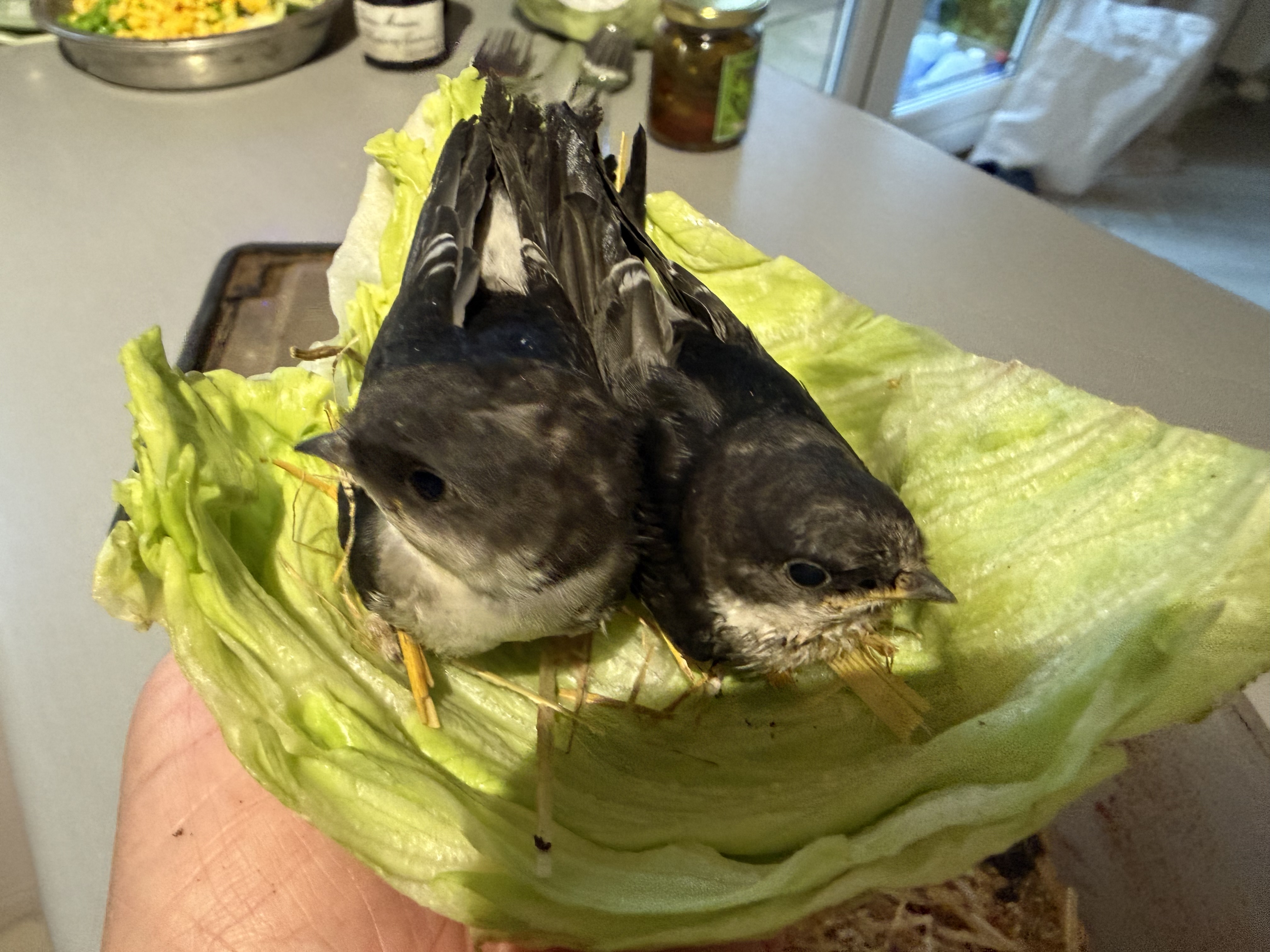最近認識された鳥の写真