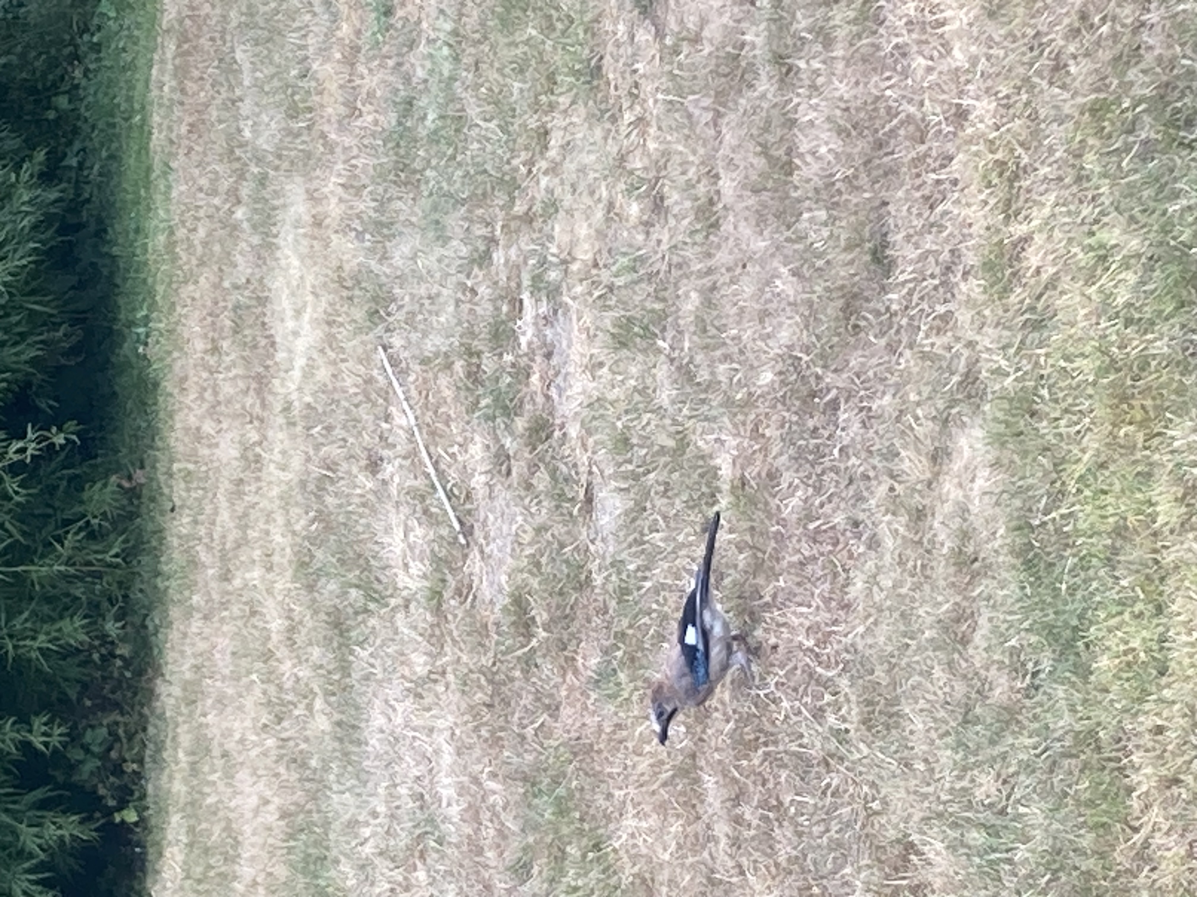最近認識された鳥の写真